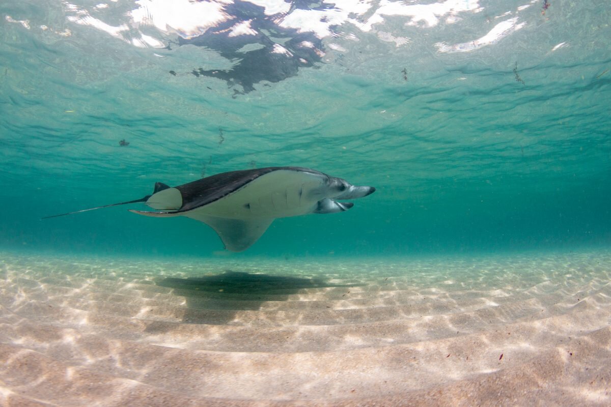 Urban manta ray swims through shallow waters along the coast of Florida. (c) Bryant Turffs