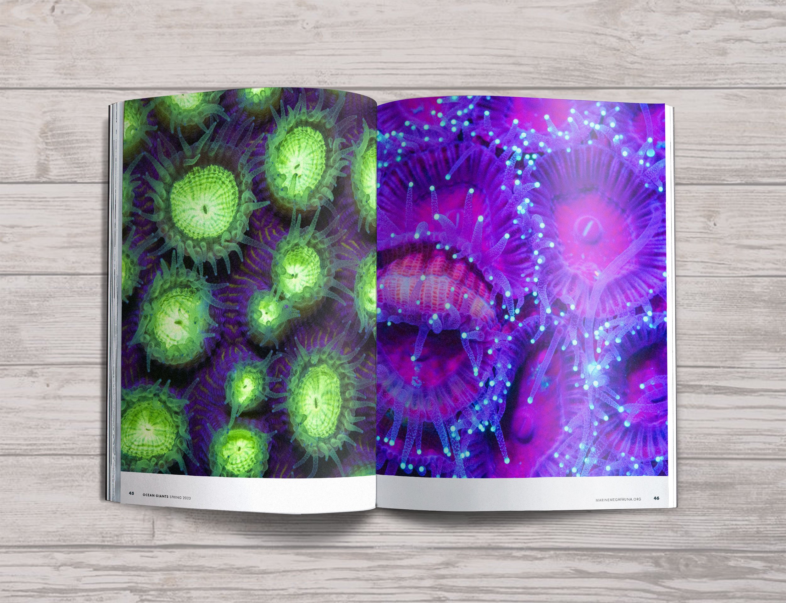 ISSUE-07-Mockups-Fluoro-2.jpg