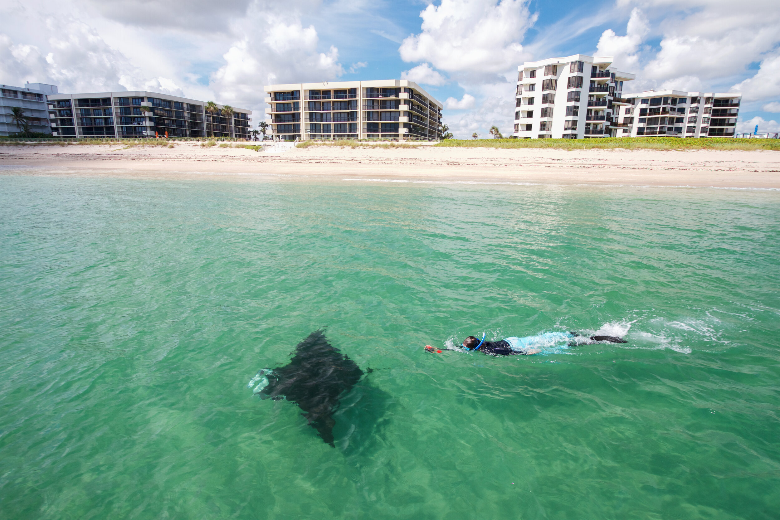 A young manta ray and a snorkeler in shallow water off a row of beachfront condominiums