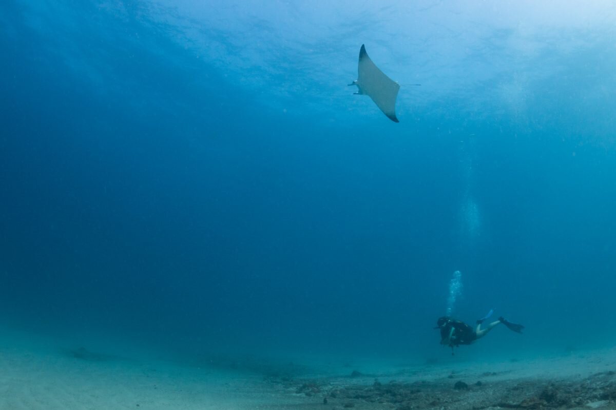 One of our expedition members, Christina, dives with an endangered mobula ray. Photo credit: Anna Flam, expedition leader and manta research manager