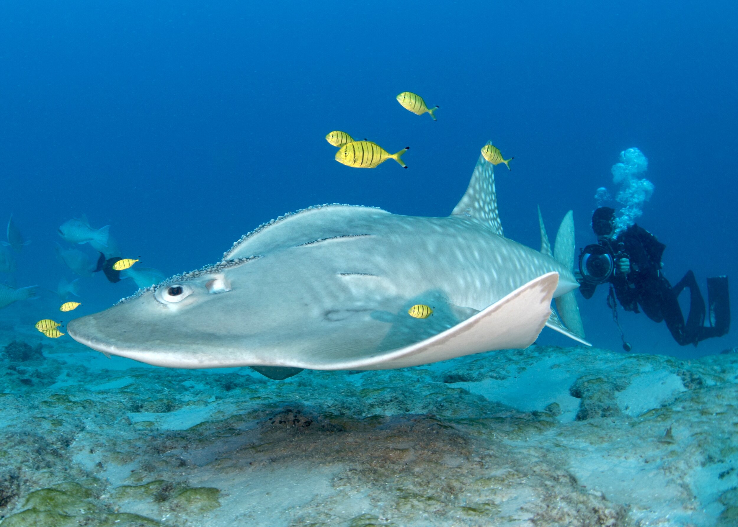 A diver films a bowmouth guitarfish in open blue water