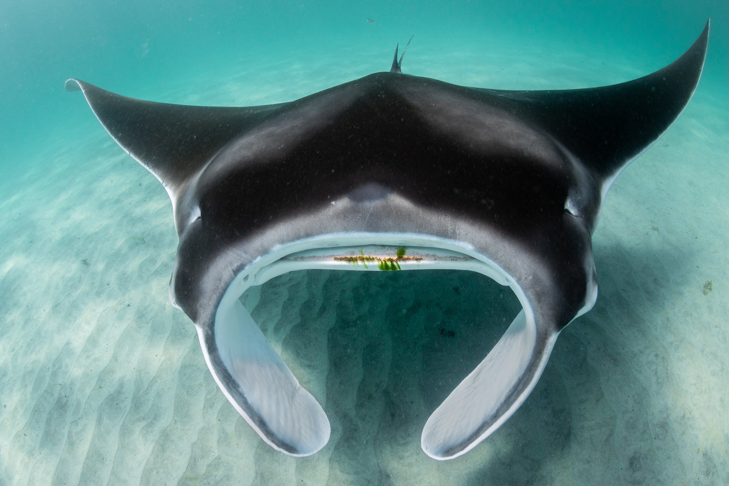 Skye the manta ray