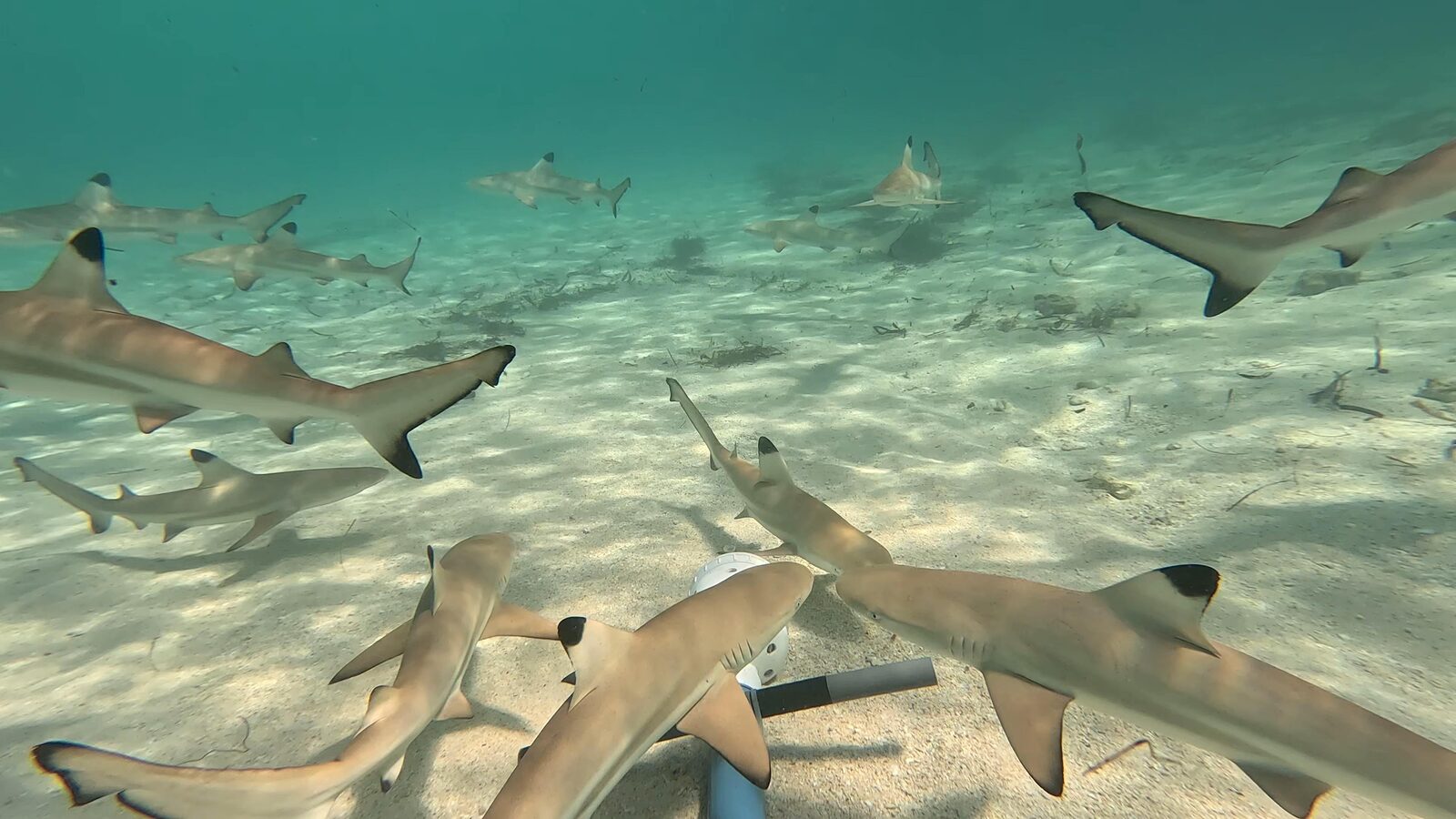 Young blacktip reef sharks pass close to the camera at a bait station, their black-tipped dorsal fins clearly visible