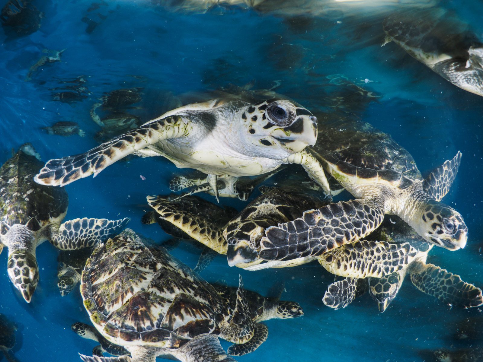 Young hawksbill turtles swimming together in a holding pool in the United Arab Emirates