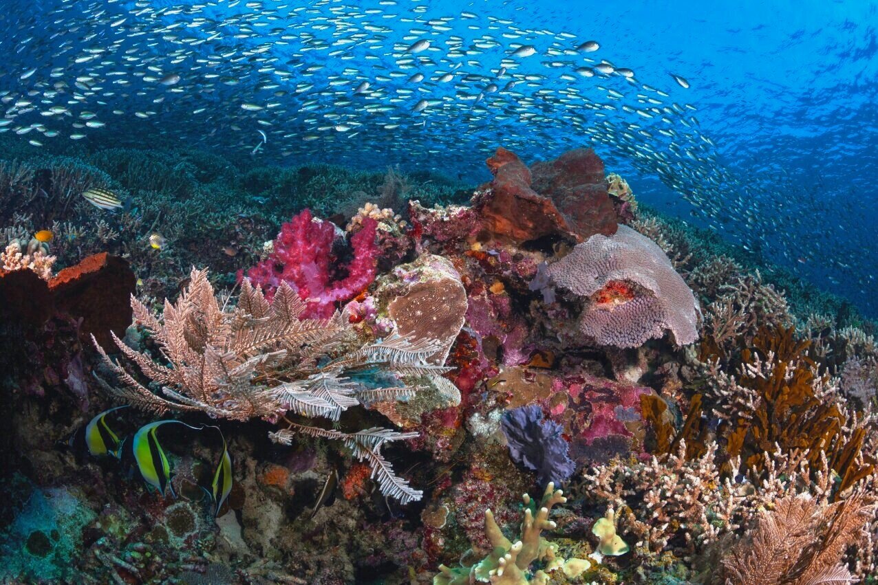 Debbie-Arriaga-Komodo-Underwater-10.jpg