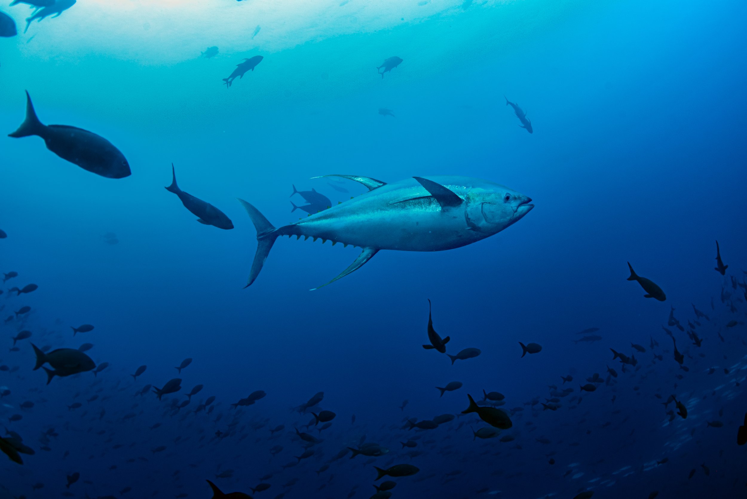 Yellowfin Tuna, Galápagos (completed)