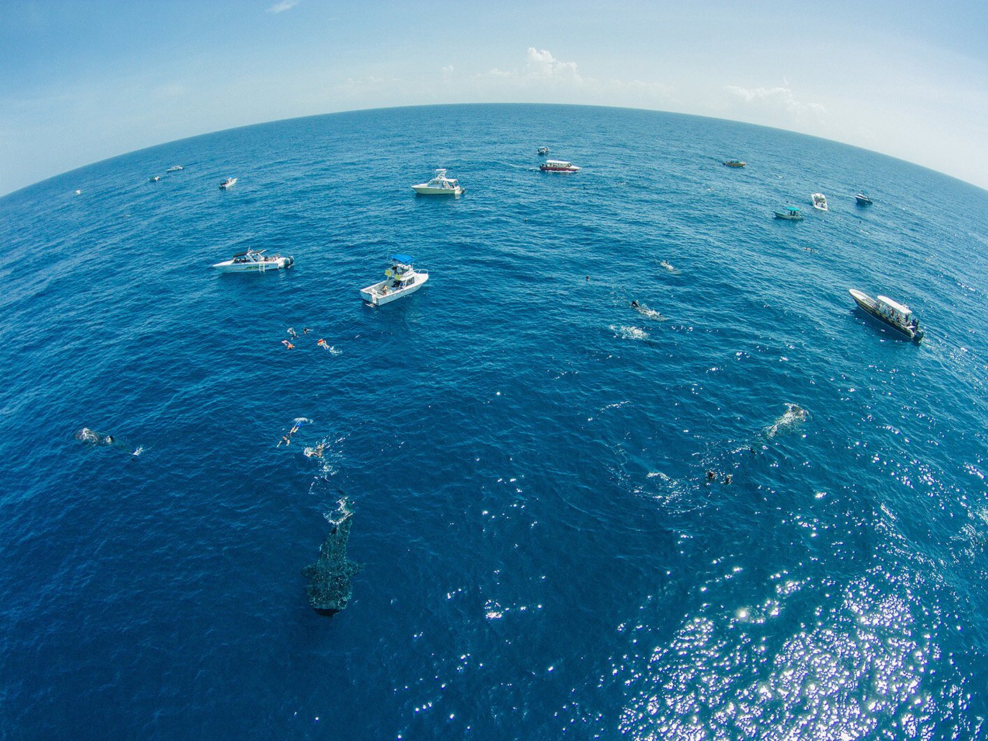 Whale sharks and tour boats seen from above off Quintana Roo, Mexico