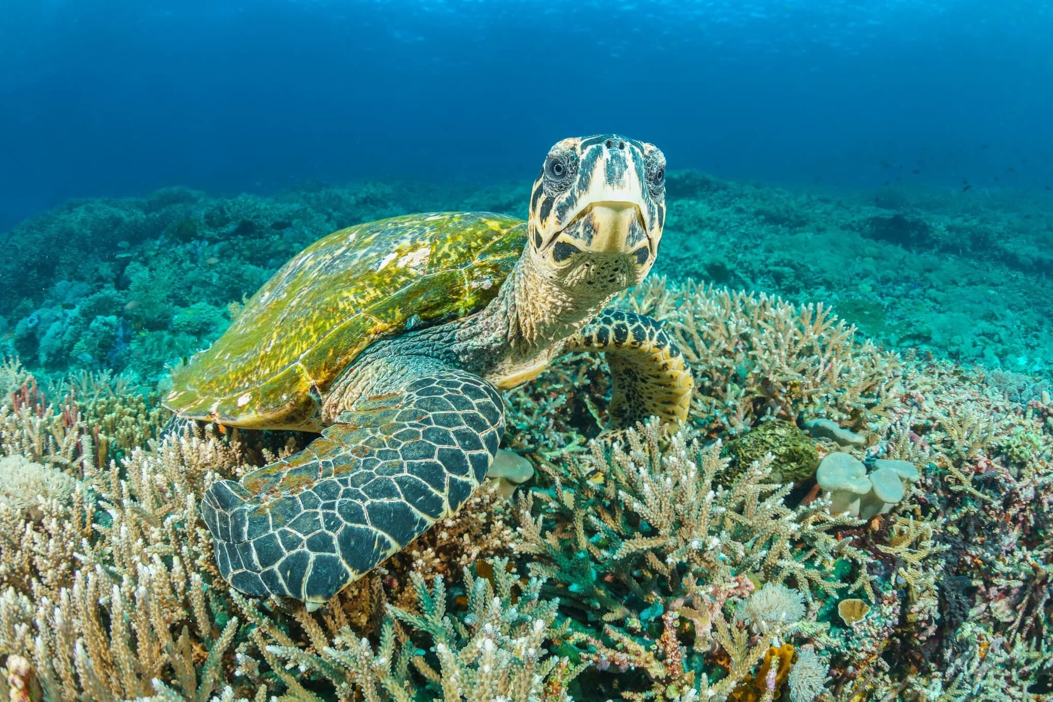 Mozambique Sea Turtles (completed)