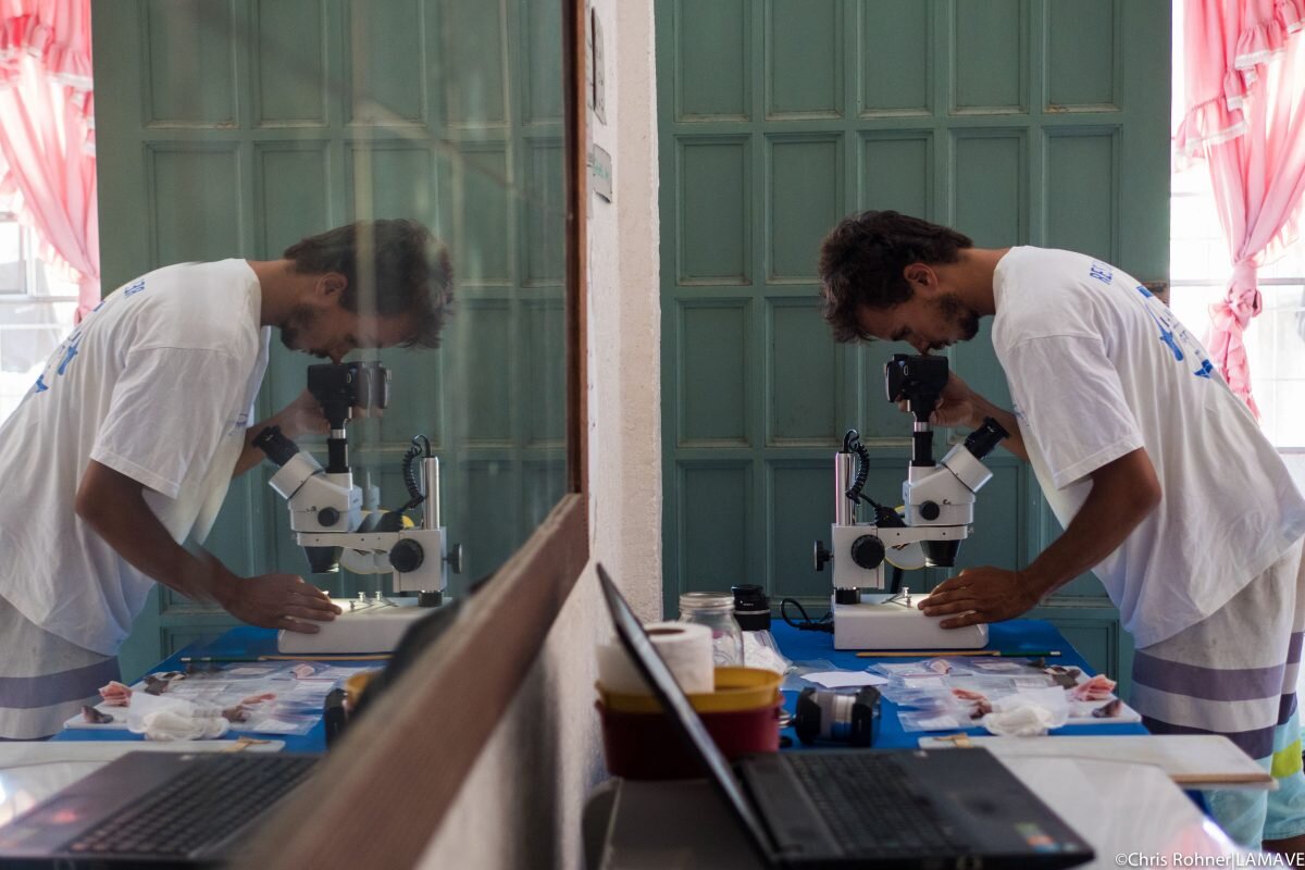 Joshua Rambahiniarison of LAMAVE examines samples under a microscope