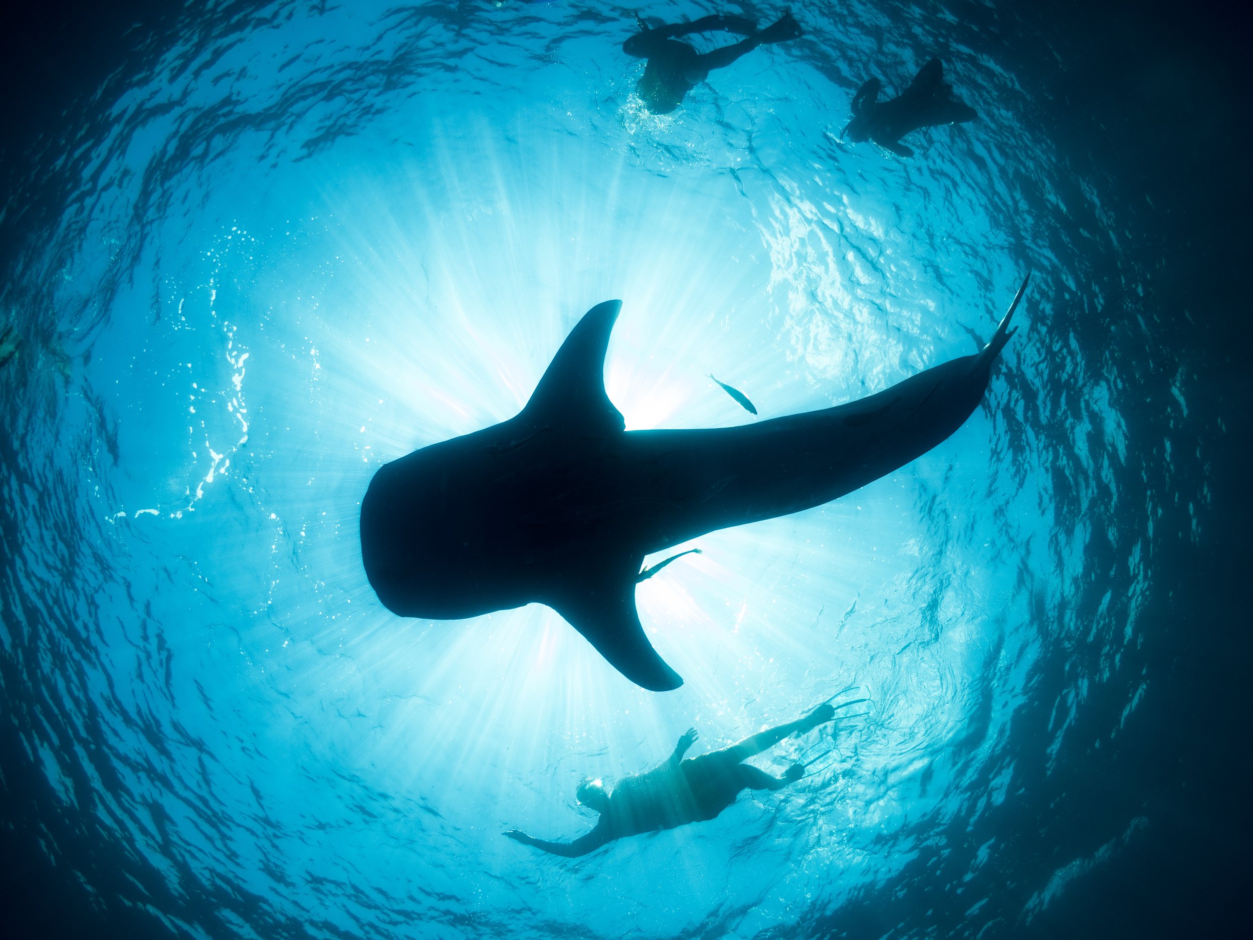 A whale shark silhouetted against the sunlit surface, with snorkelers above and below it