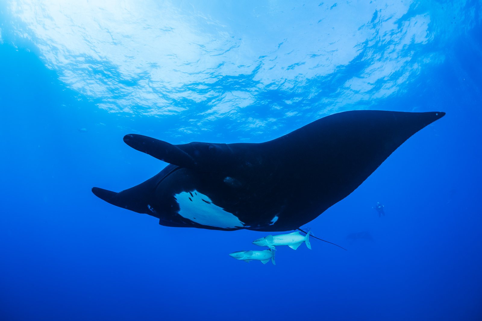 A black oceanic manta ray seen from below at Revillagigedo, Mexico