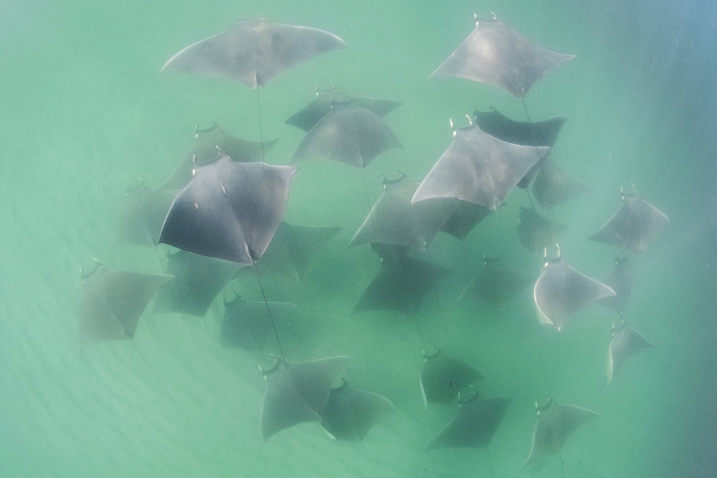A school of devil rays seen from below
