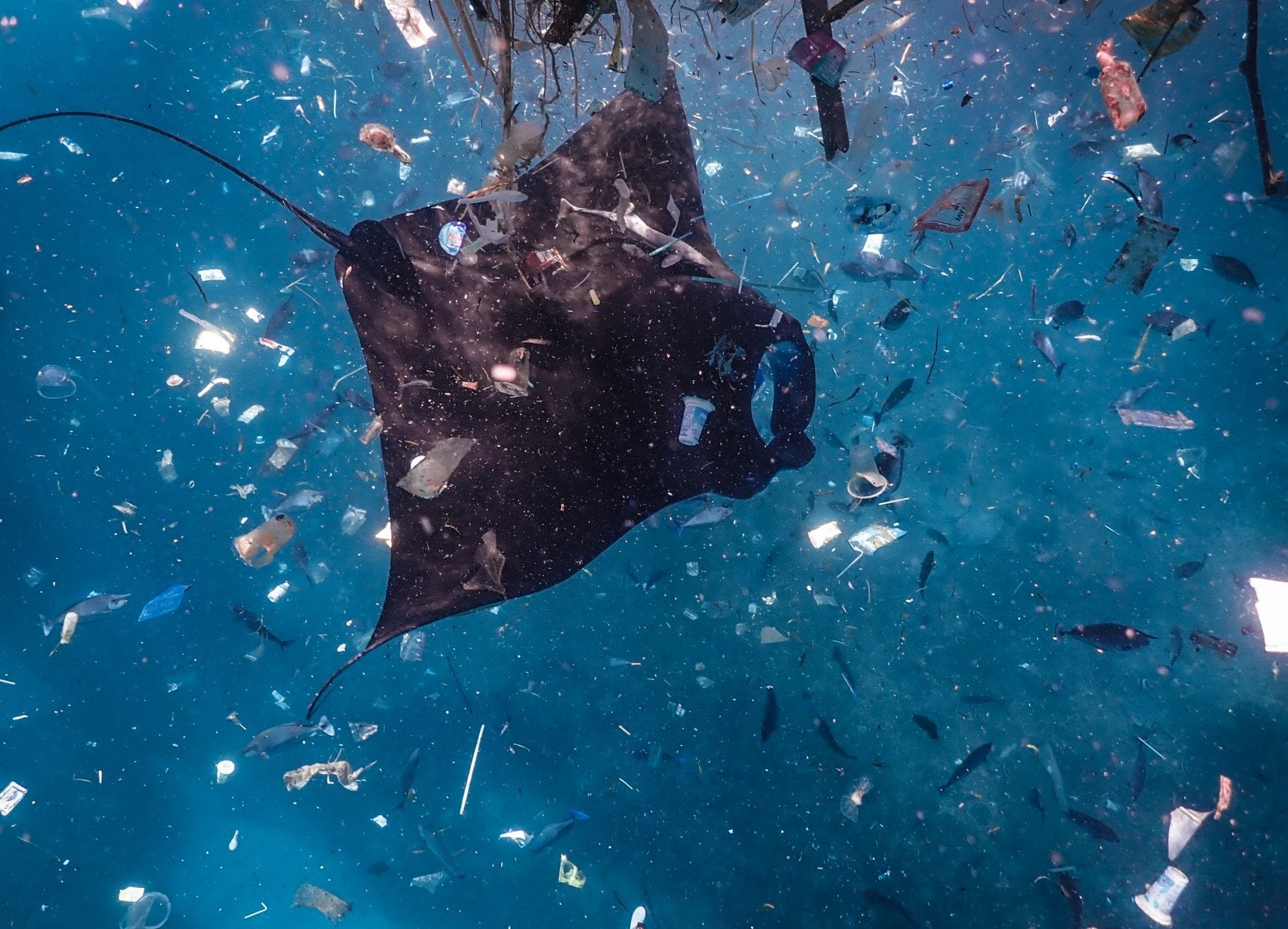 Microplastics & Megafauna