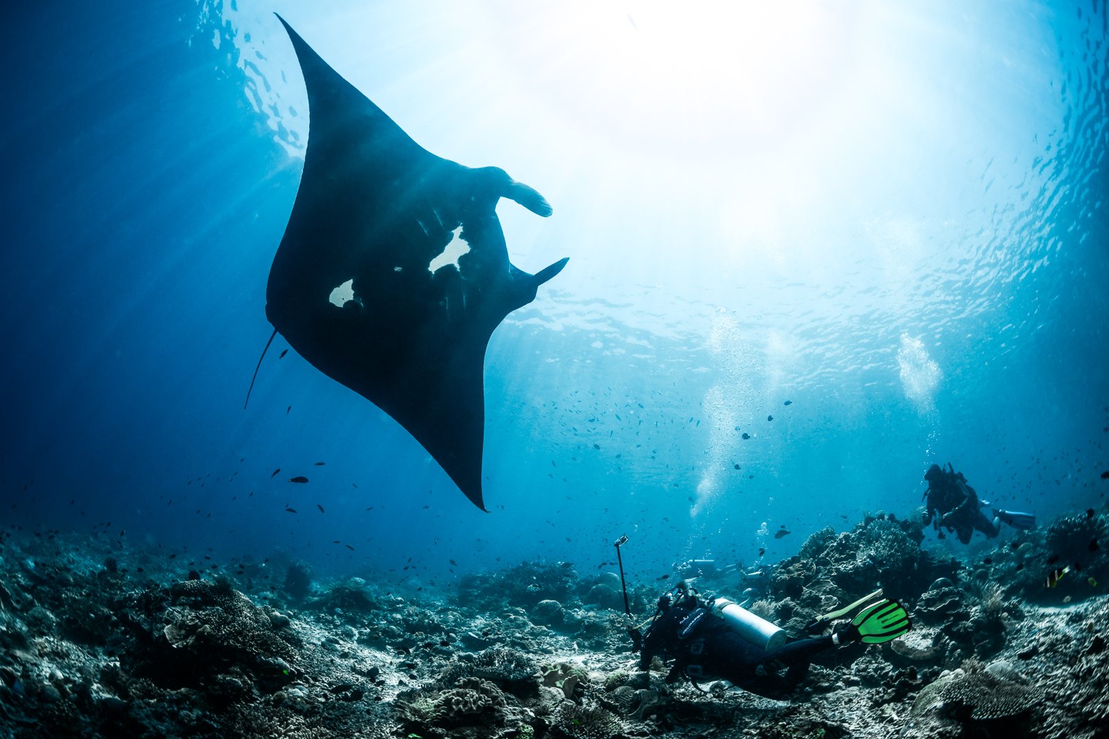 A reef manta ray swims over a diver in Komodo National Park