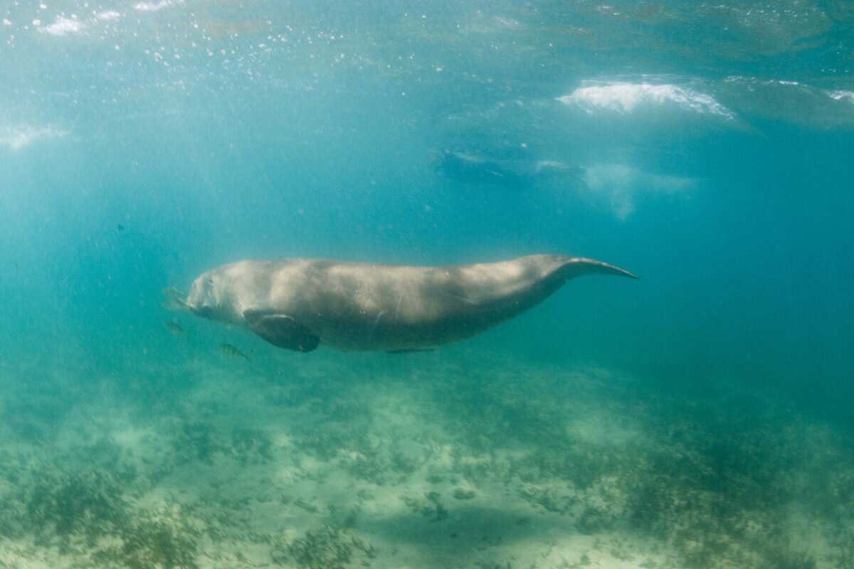 "Team smalleye" even spotted a rare dugong, which also has small eyes, so the name "smalleye" still worked Photo credit: Anna Flam, expedition leader and manta research manager