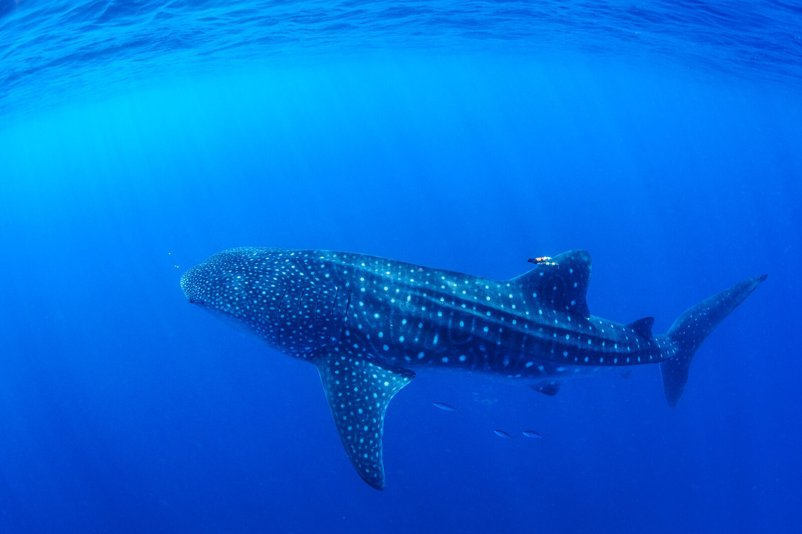 A young whale shark carrying a satellite tag on its dorsal fin