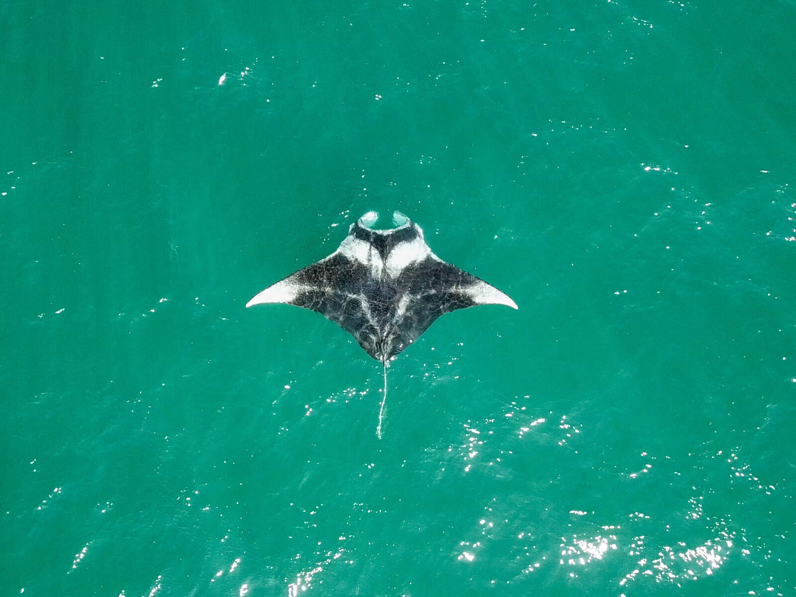A manta ray off central Florida, seen from a drone