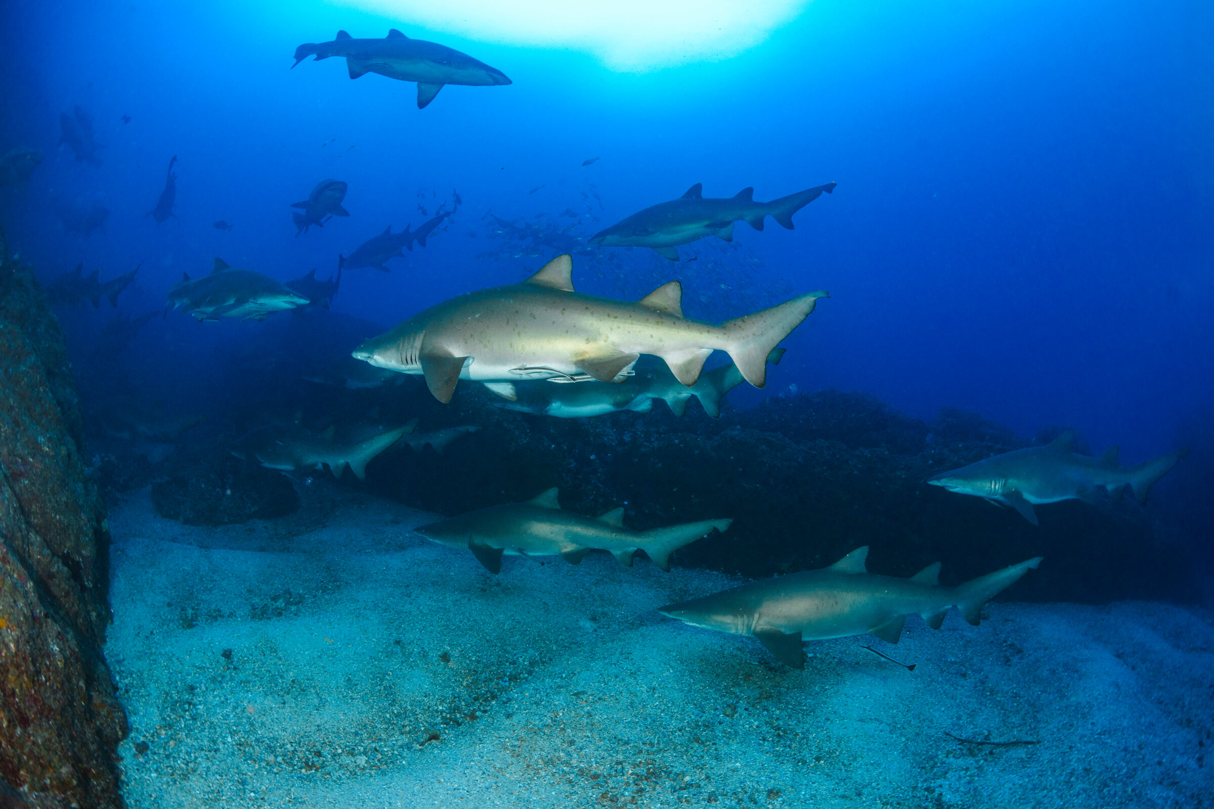 Grey Nurse Sharks, Australia
