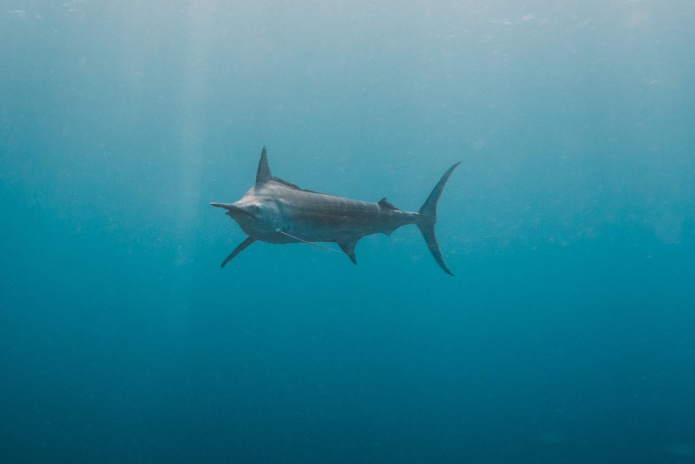 Marlin, Mozambique
