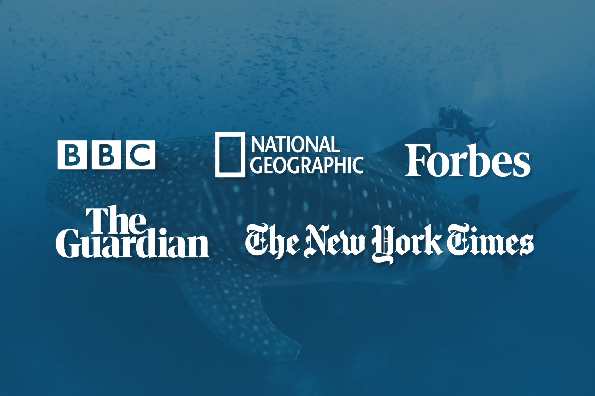 MMF whale shark research featured in the media
