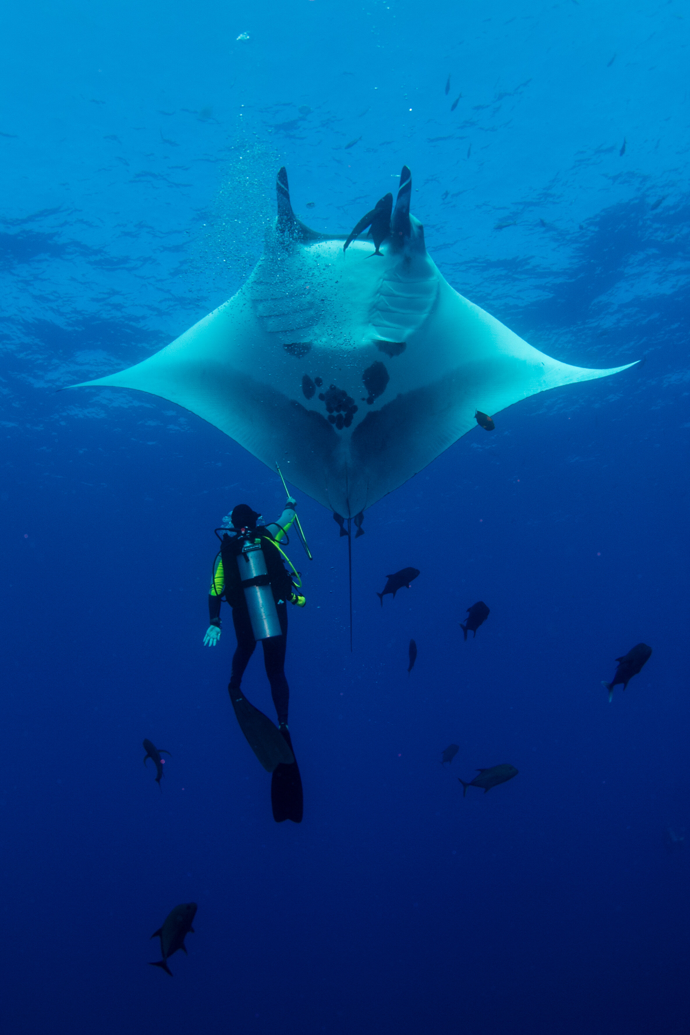 Dr. Stephanie Venables takes a small tissue sample from a giant manta ray