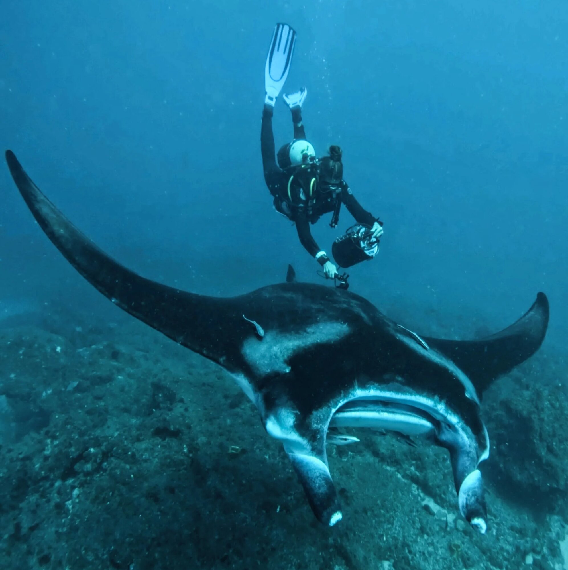 Ed Bevan uses an underwater ultrasound unit on a reef manta ray off Závora, Mozambique