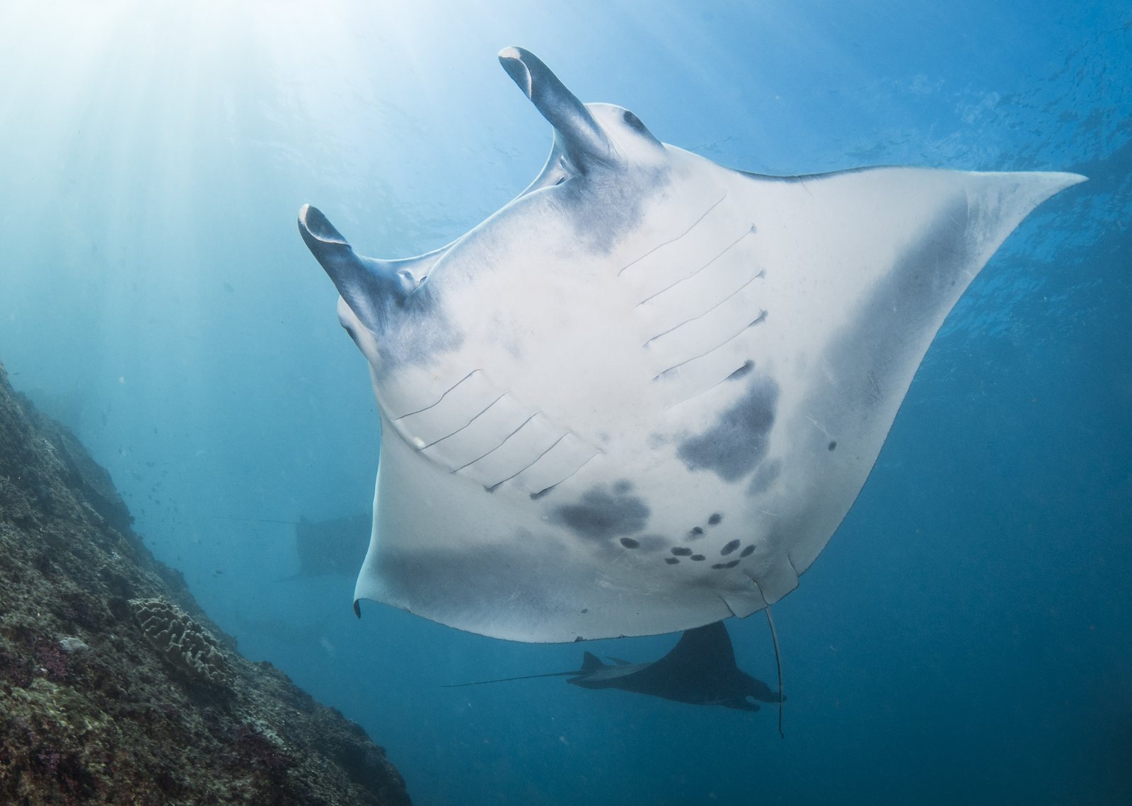 A reef manta ray seen from below beside a reef wall, with two more mantas behind it