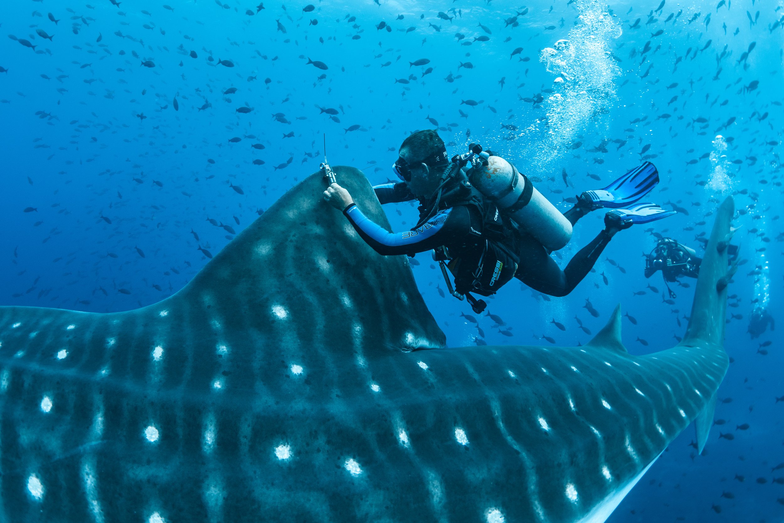 A diver alongside a whale shark's dorsal fin, surrounded by fish