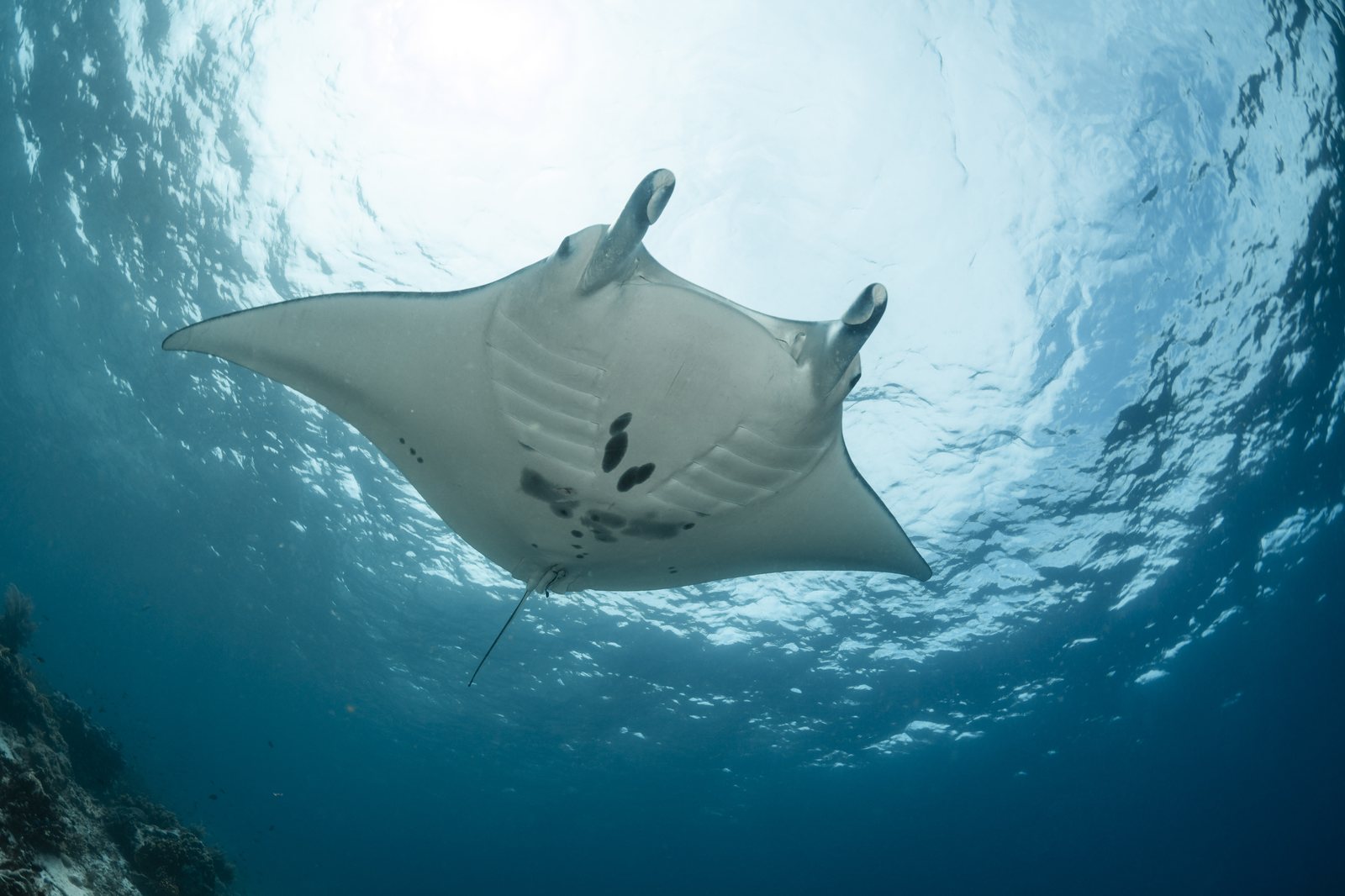 A reef manta ray seen from below against the bright surface, beside a reef wall