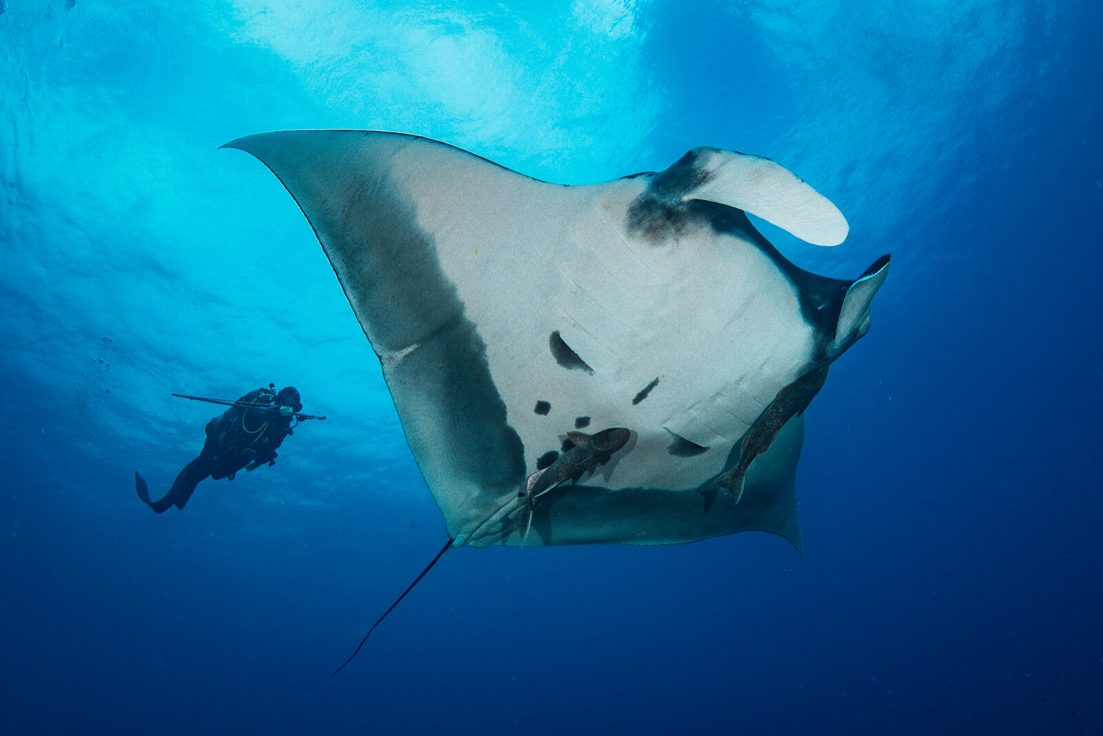 A diver swims beside an oceanic manta ray, whose pale underside faces the camera