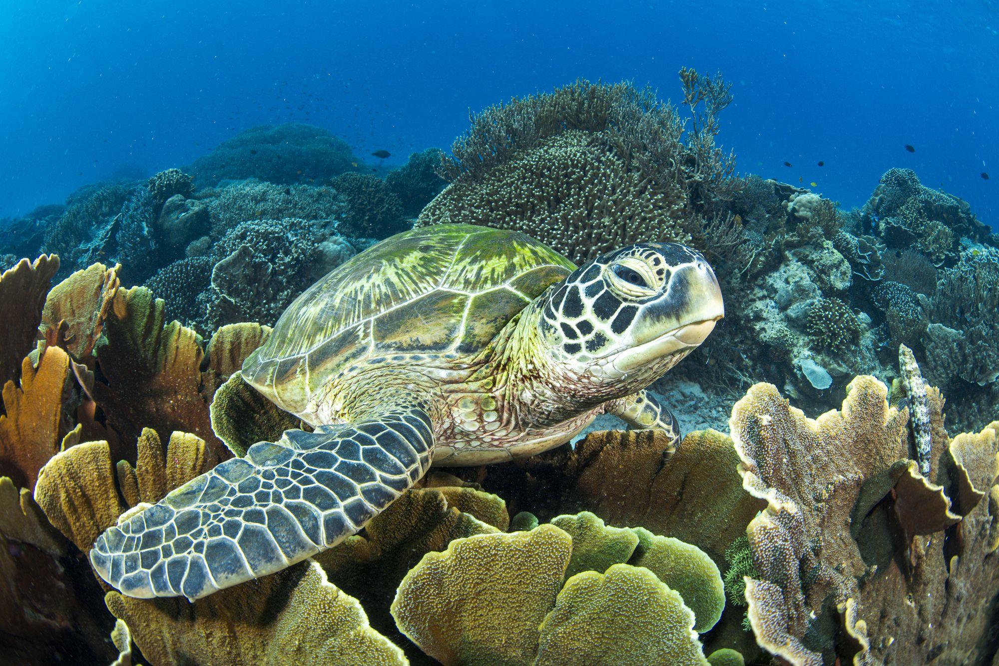 A green turtle rests among plate corals in Komodo National Park