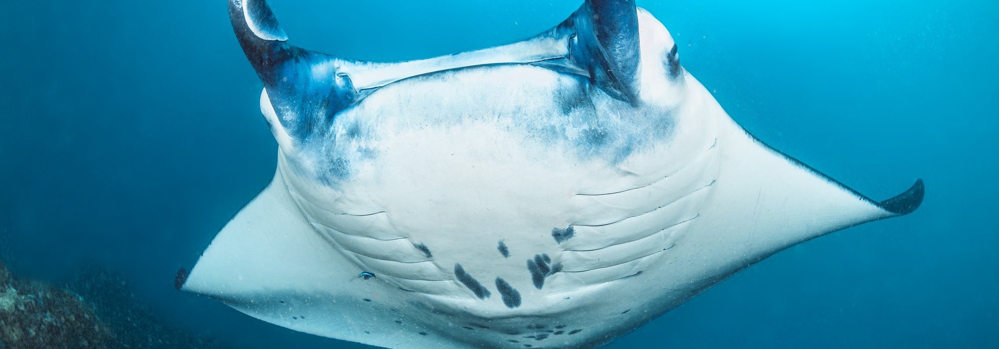 A reef manta ray glides over the reef at Nusa Penida
