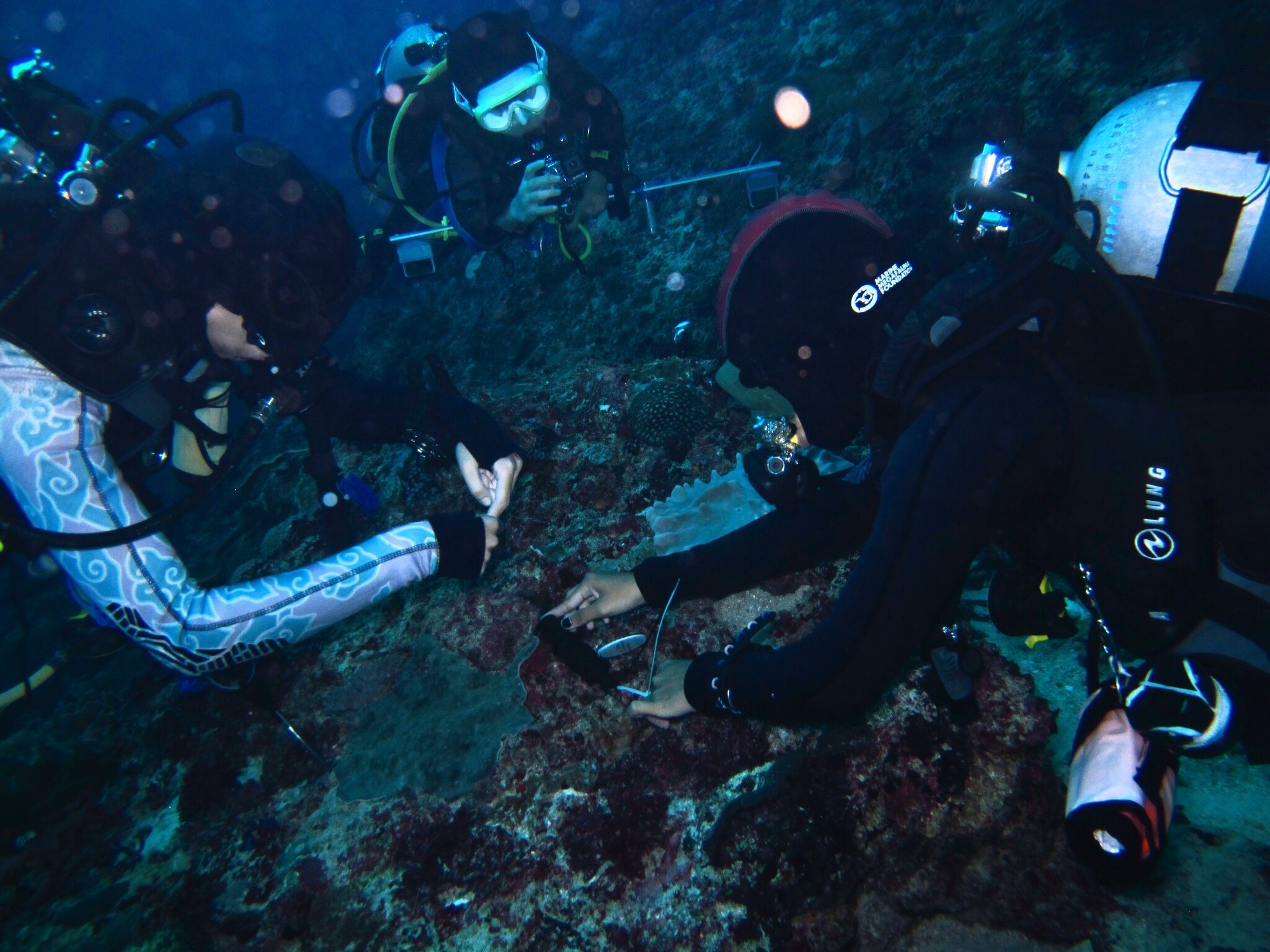 MMF interns practice underwater photography on a reef at Nusa Penida