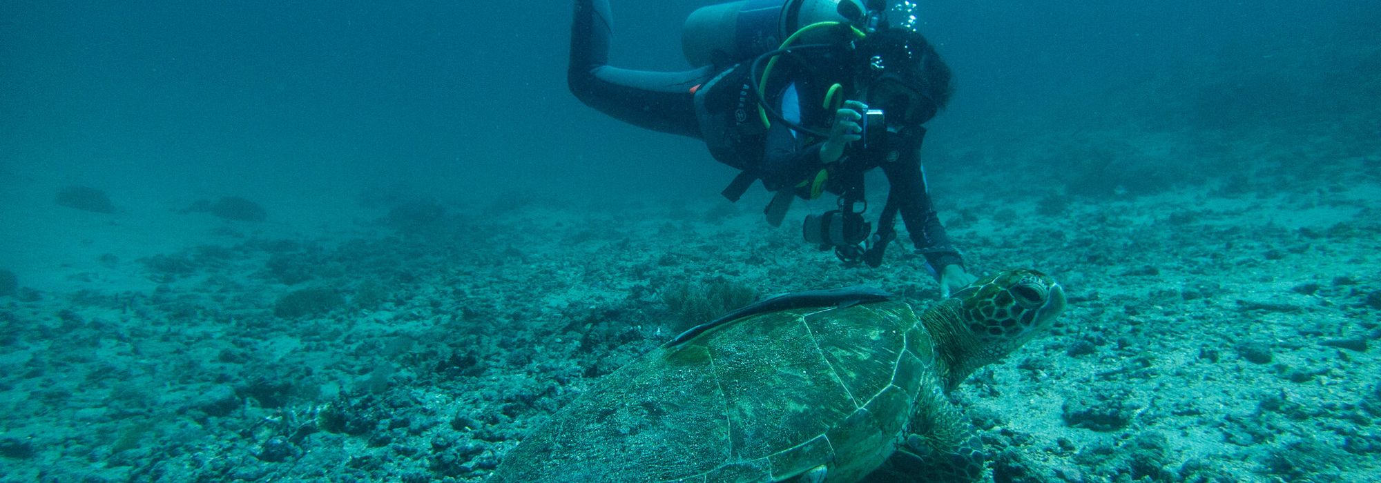 An MMF diver photographs a sea turtle on the reef for photo-identification