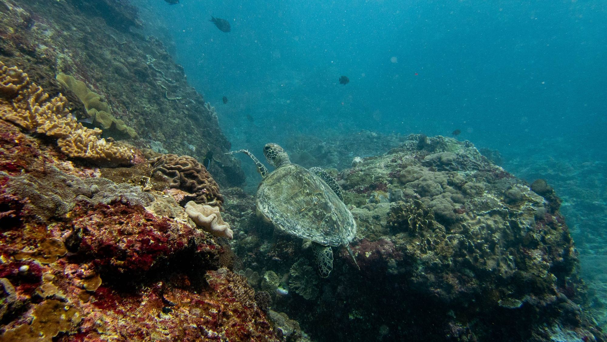 A hawksbill turtle swims over a coral reef in Indonesia