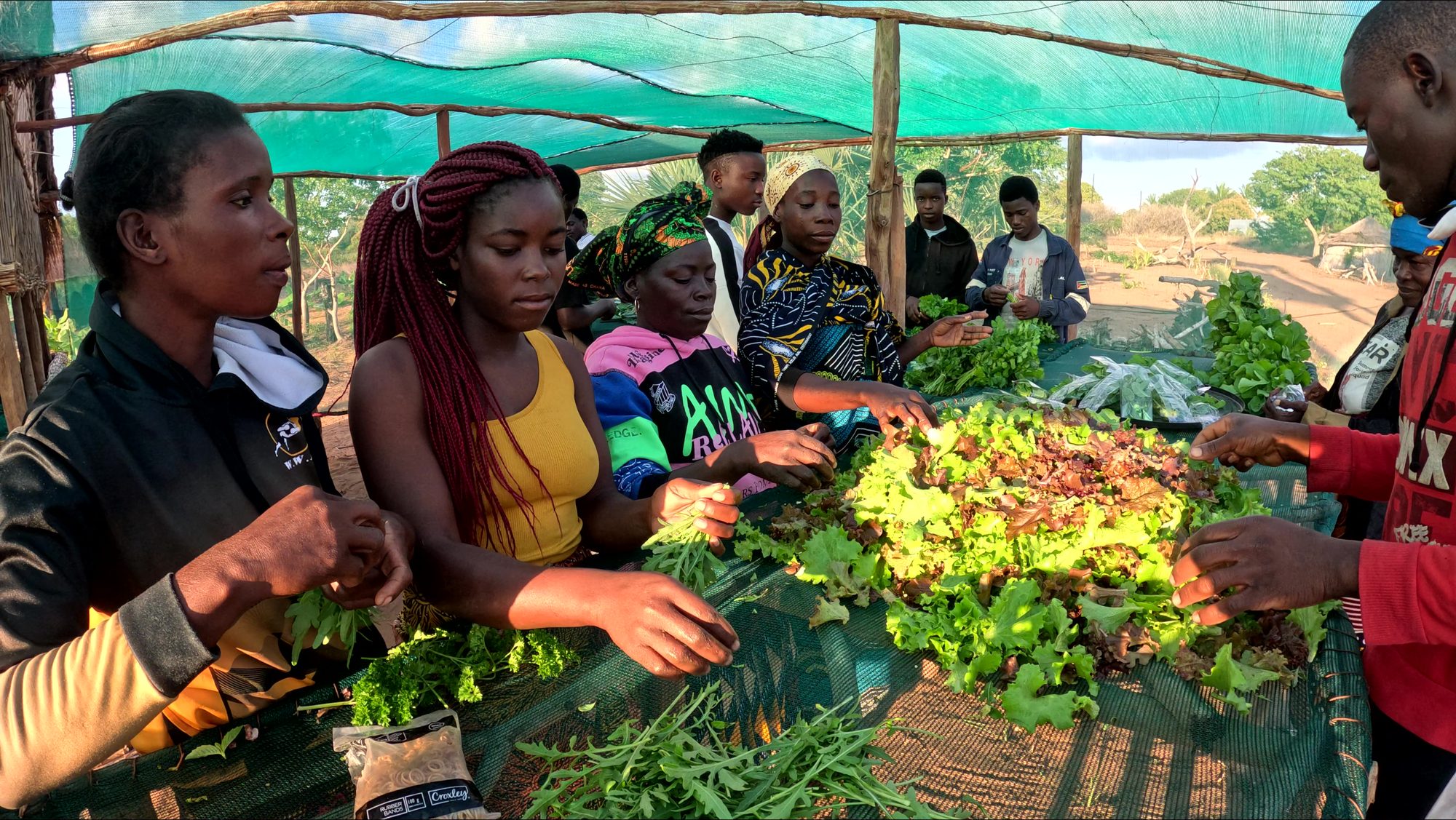 Members of the Nhamanhate cooperative farm with freshly harvested vegetables under the shade-net greenhouse