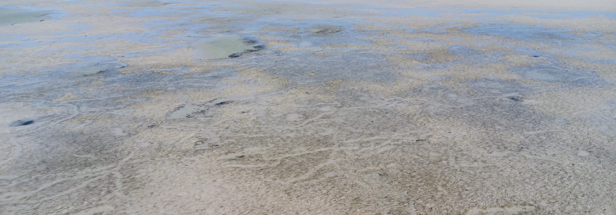 Dugong feeding trails cut through a seagrass meadow exposed at low tide near Inhassoro