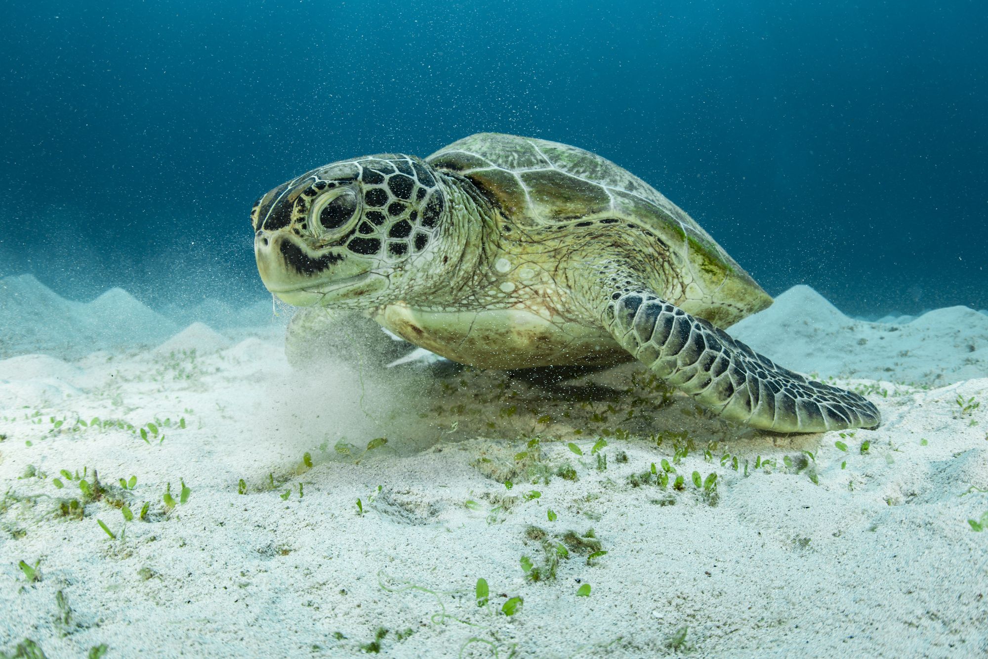 A green turtle feeds on seagrass growing in sand