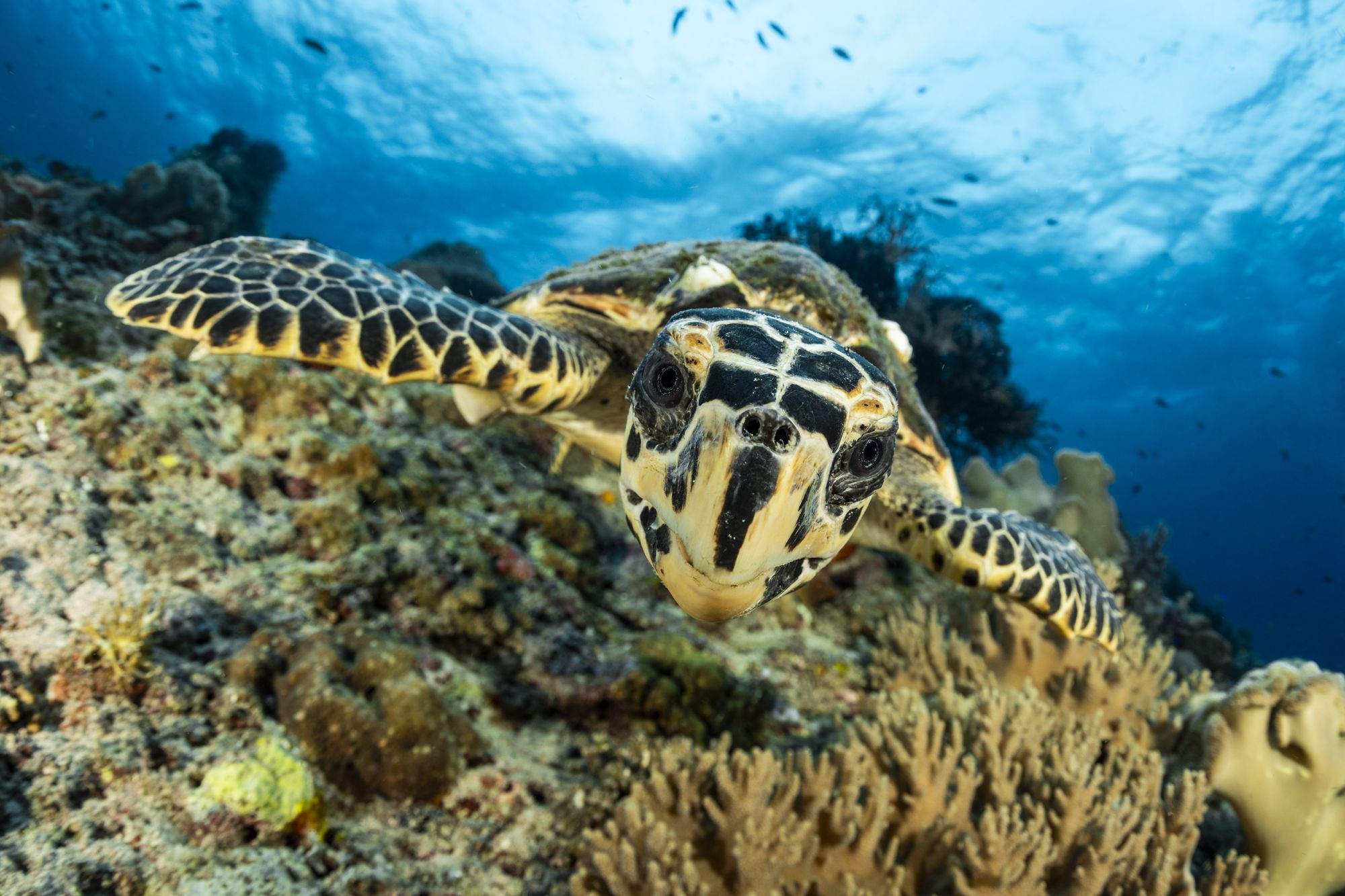 A hawksbill turtle swims head-on toward the camera over a coral reef
