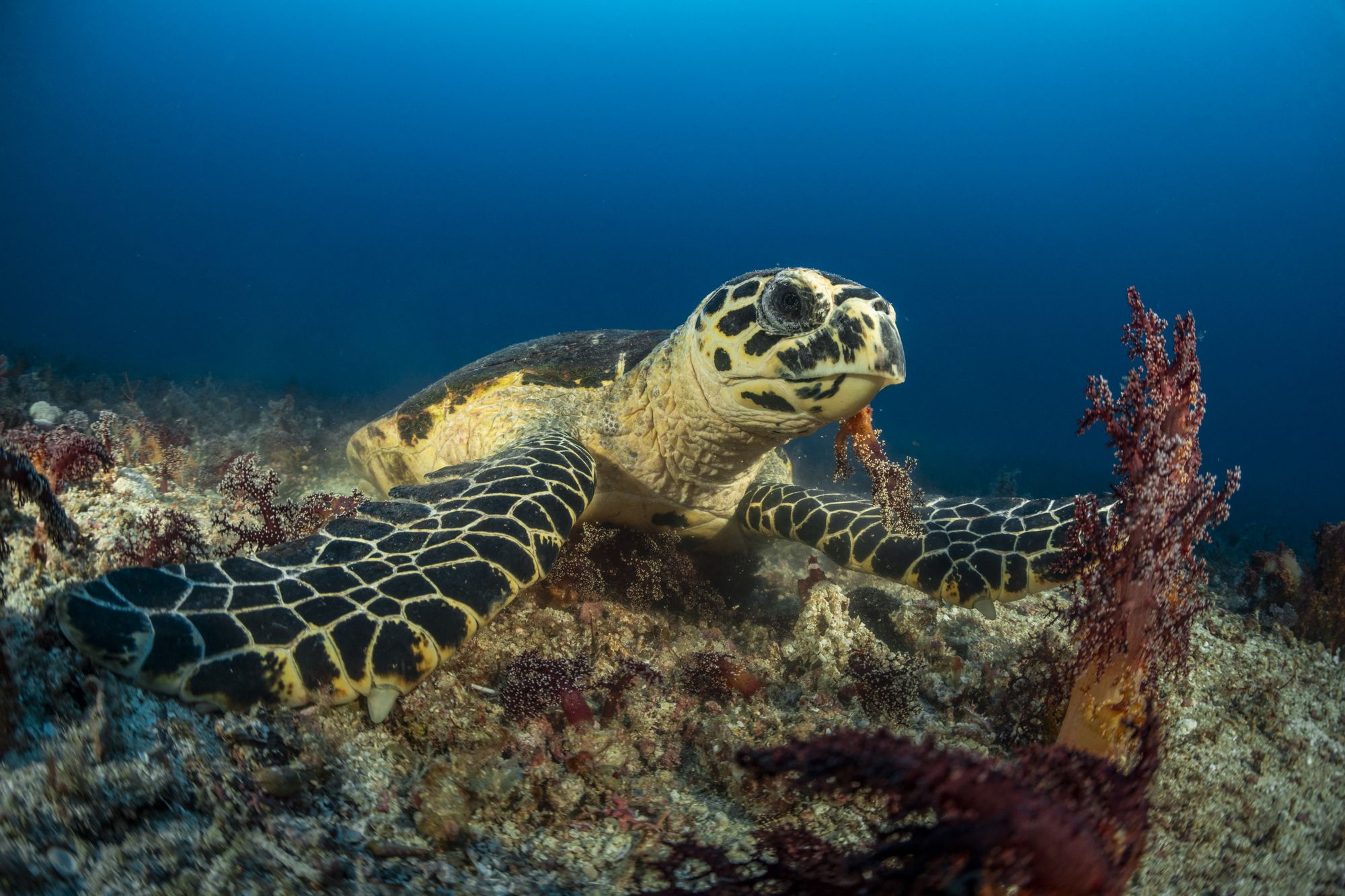A hawksbill turtle swims low over a coral reef