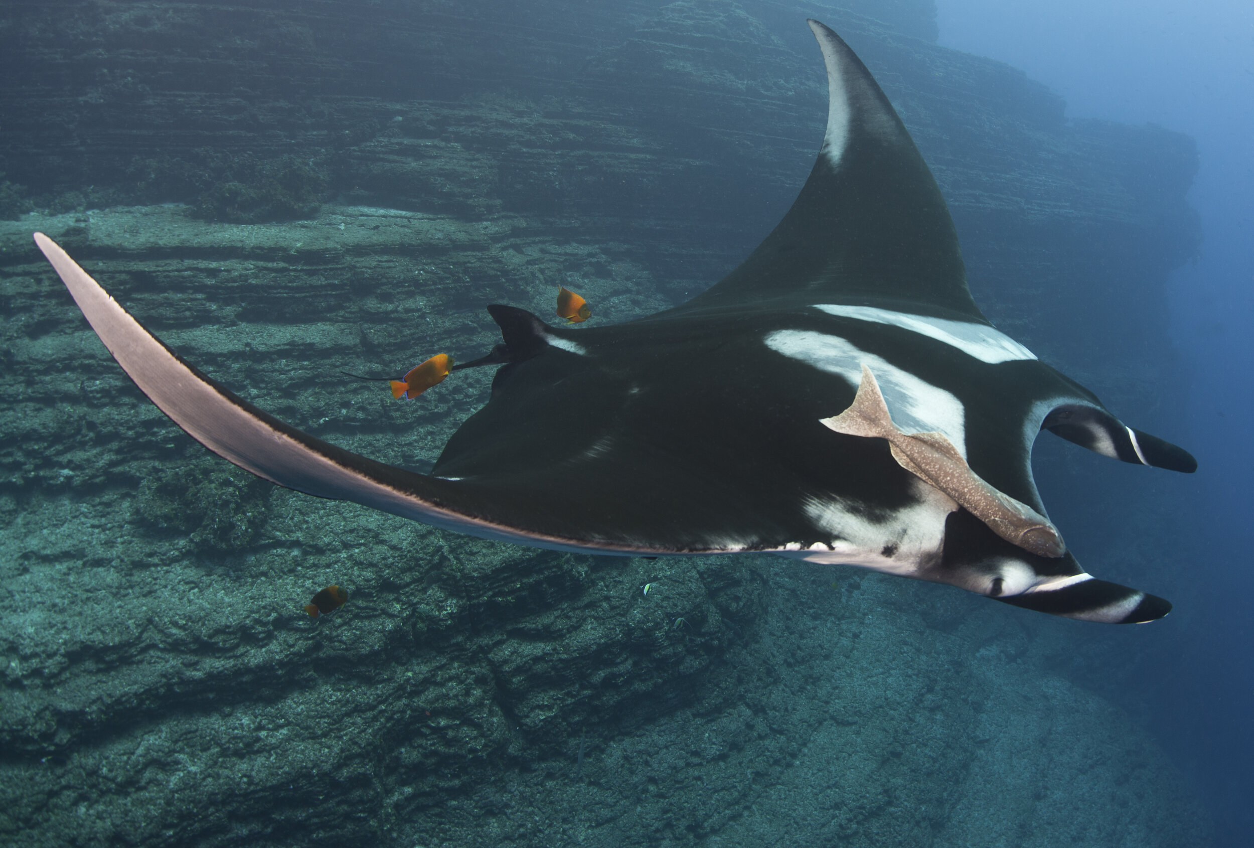 An oceanic manta ray glides past a steep rock wall, with small orange fish around it