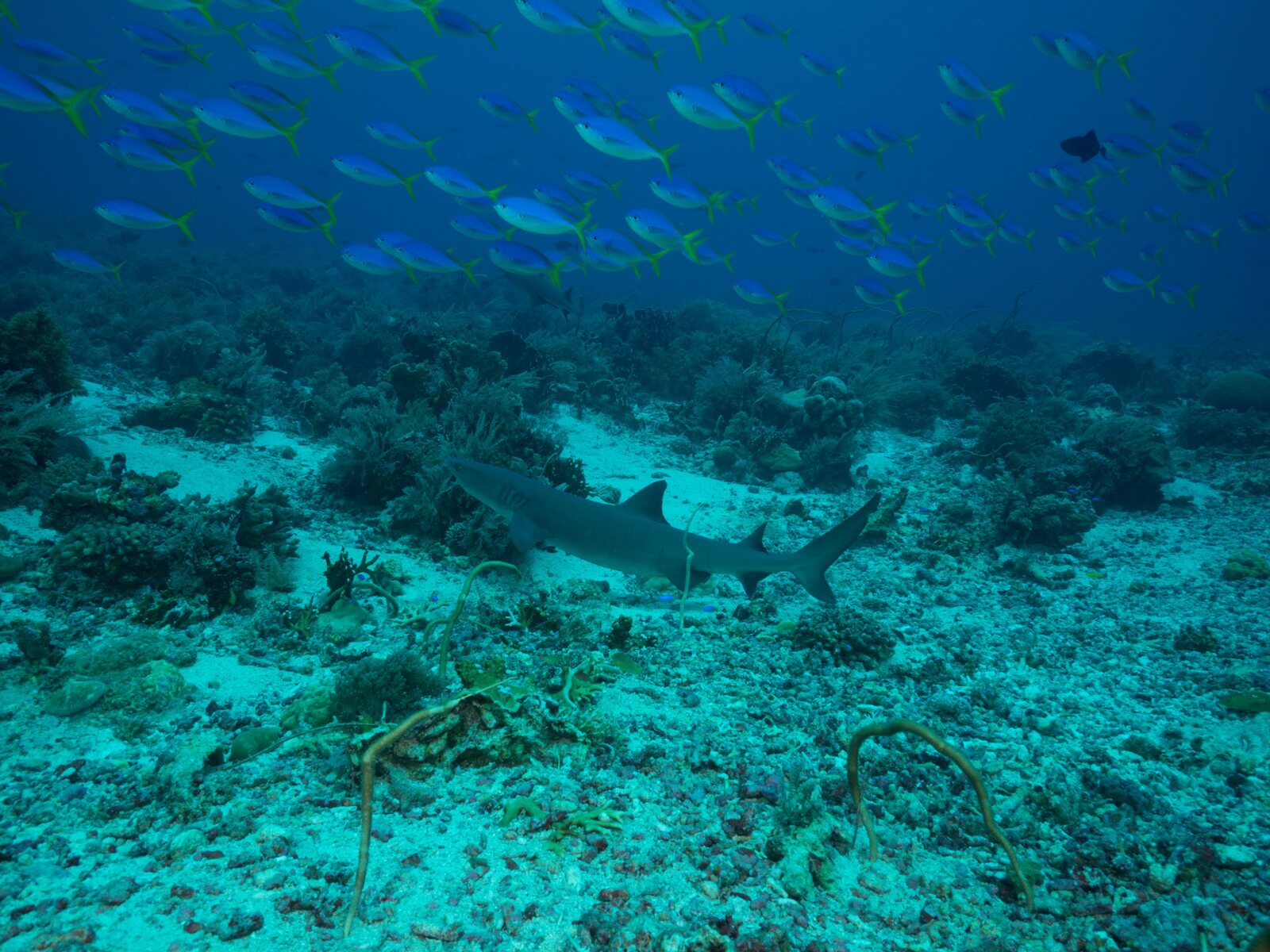 A reef shark swims over the reef beneath a school of fusiliers at Tubbataha Reefs, Philippines