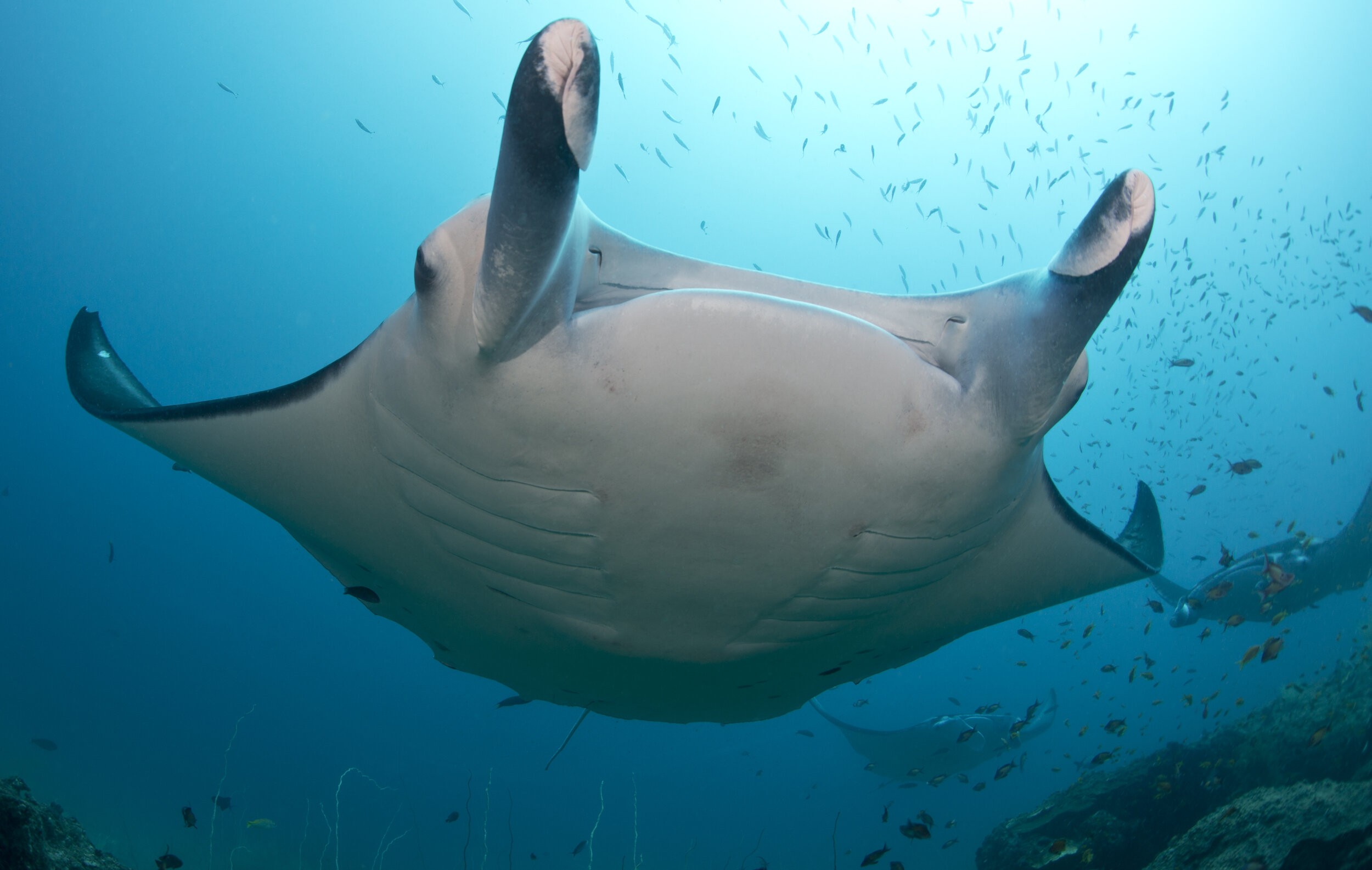African Manta Ray Project