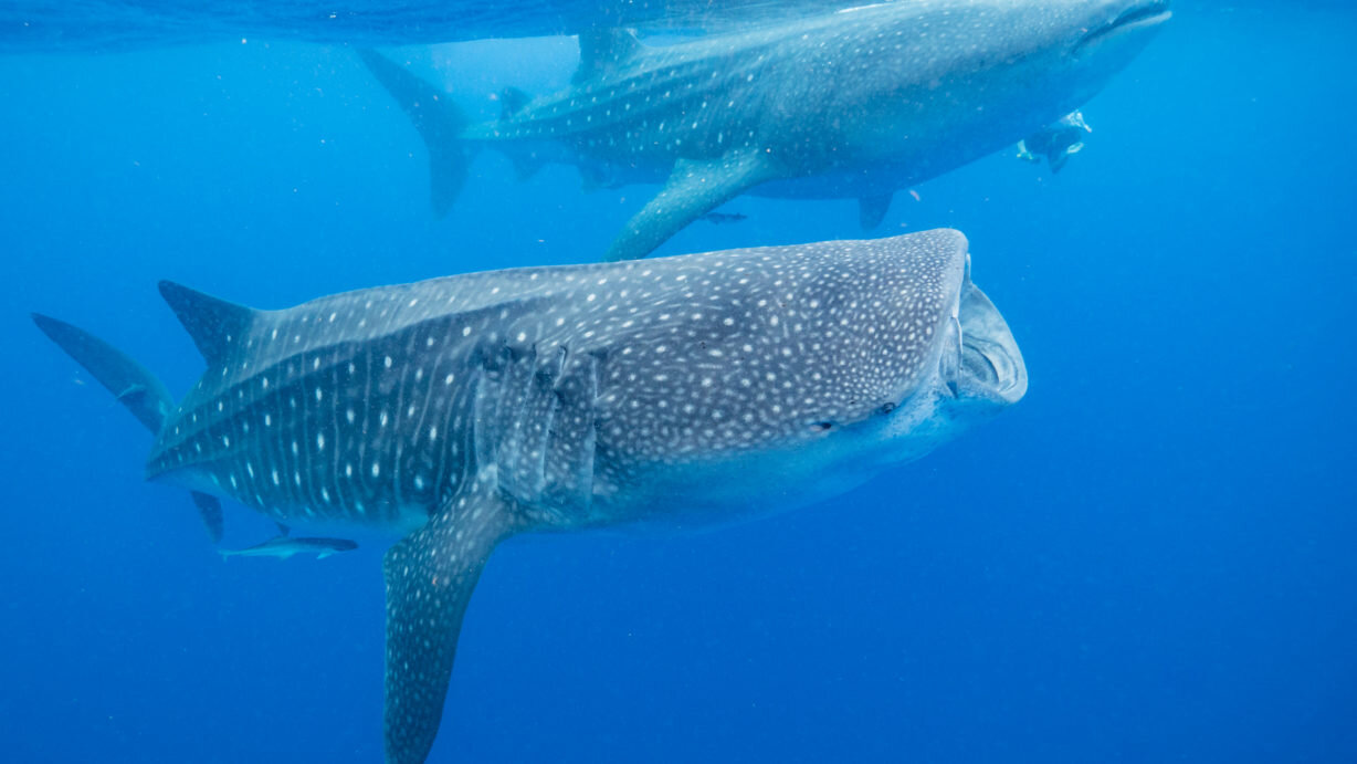 Whale sharks come together to feed on fish eggs. @Chris Rohner