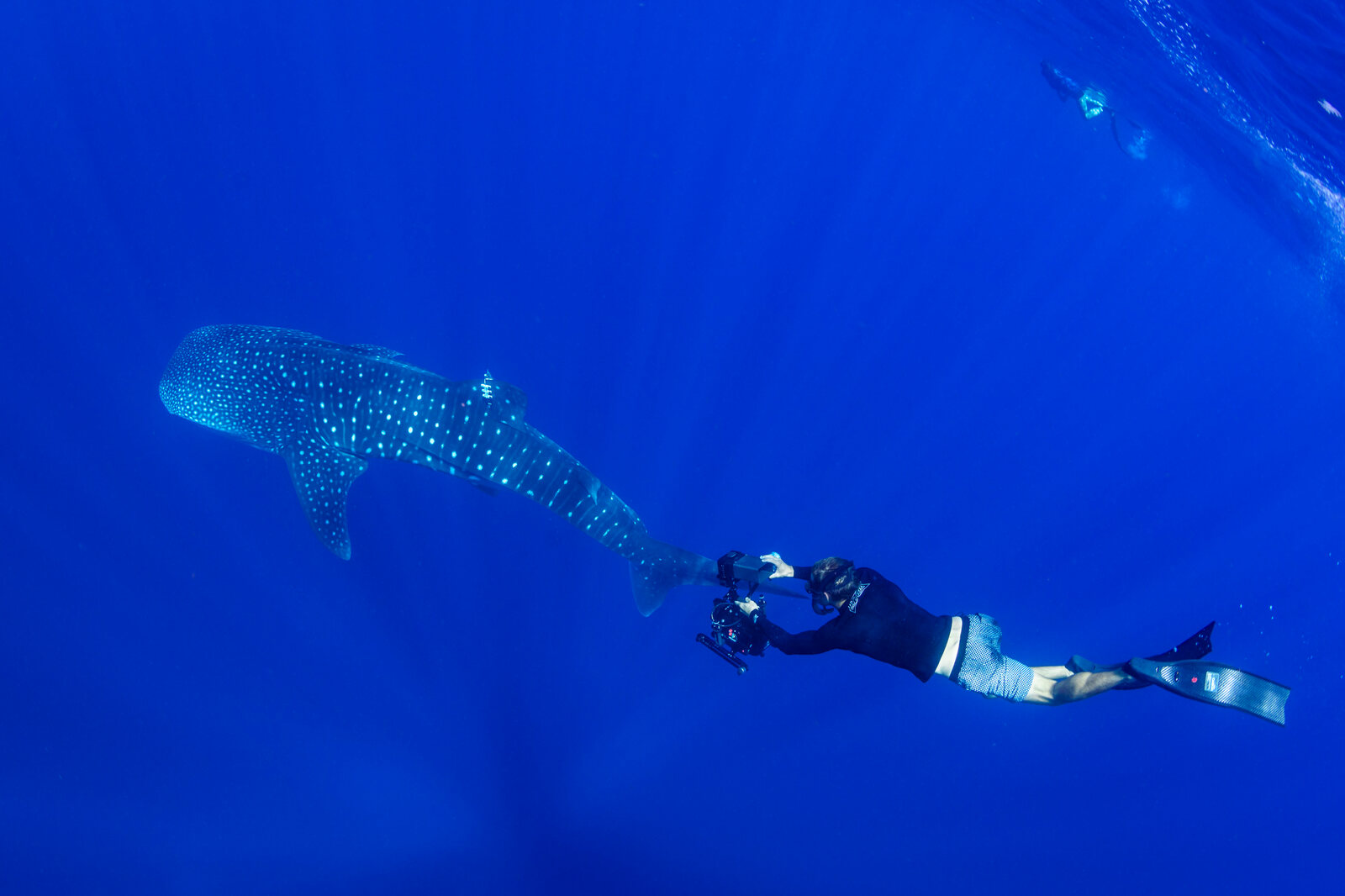 A snorkeler photographs a whale shark swimming below