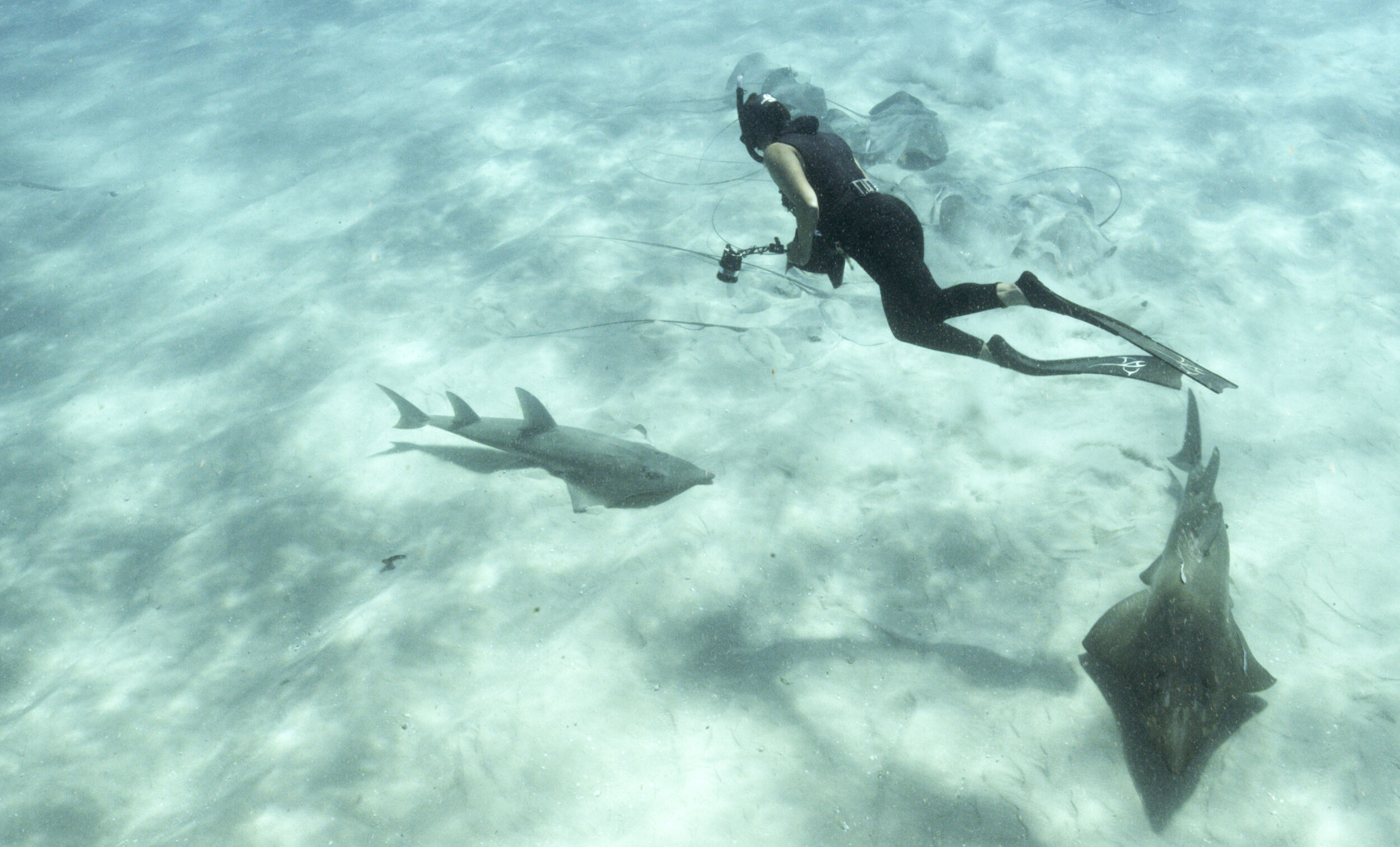 A freediver photographs rhino rays over shallow sand