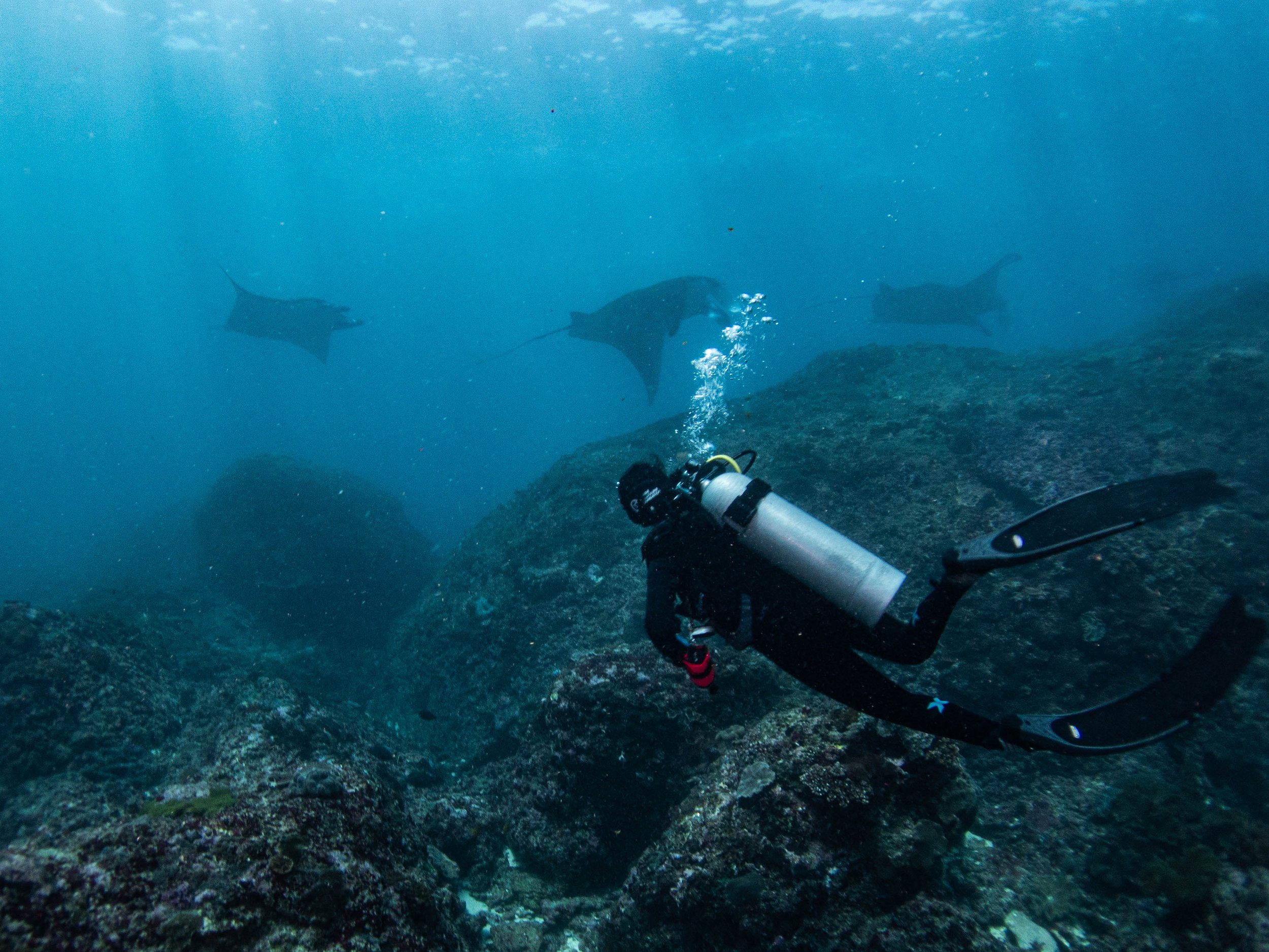 A diver swims with reef manta rays