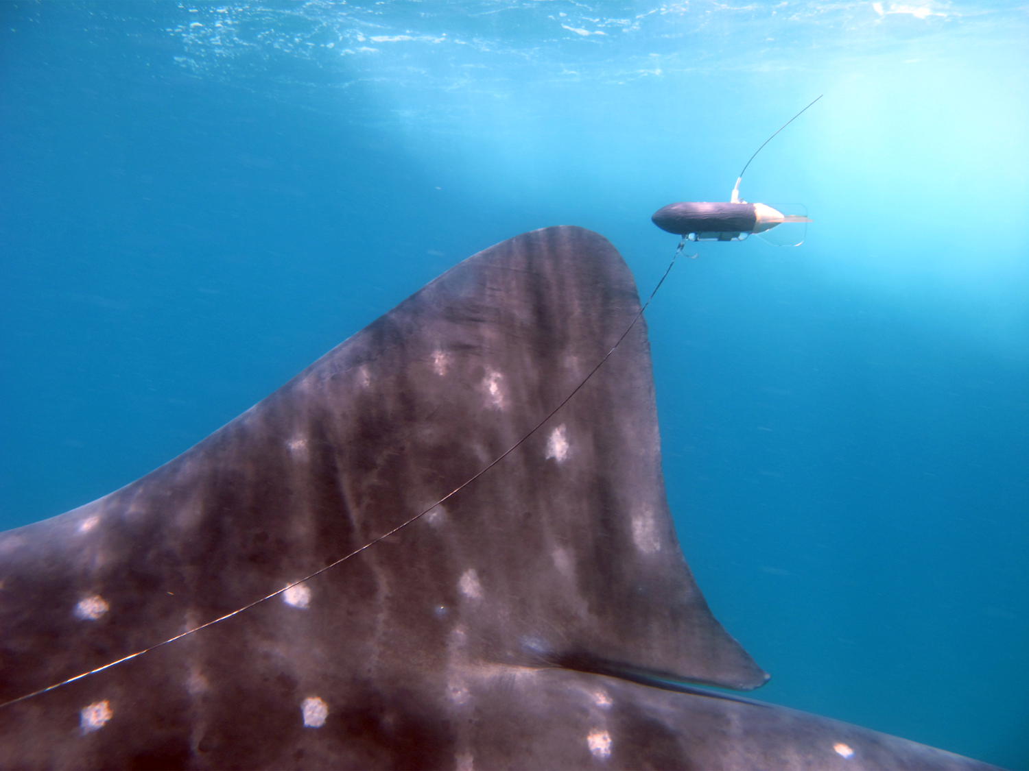 Better Clamps Mean Longer Whale Shark Tracks