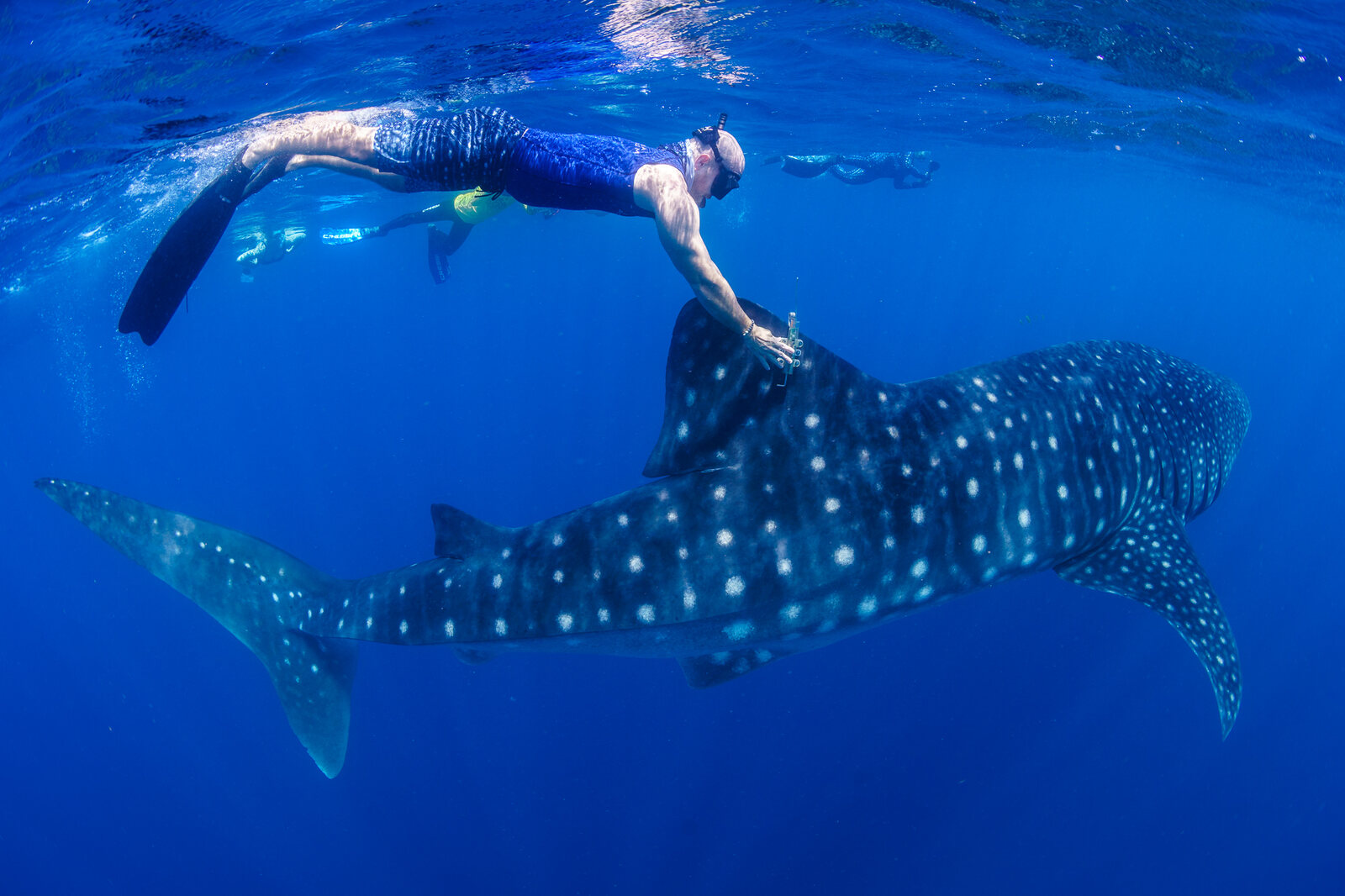 A researcher fits a satellite tag to a whale shark's dorsal fin