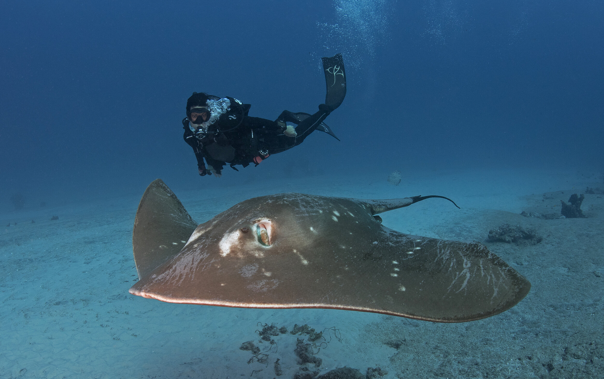 Andrea and Smalleye Stingray.jpg
